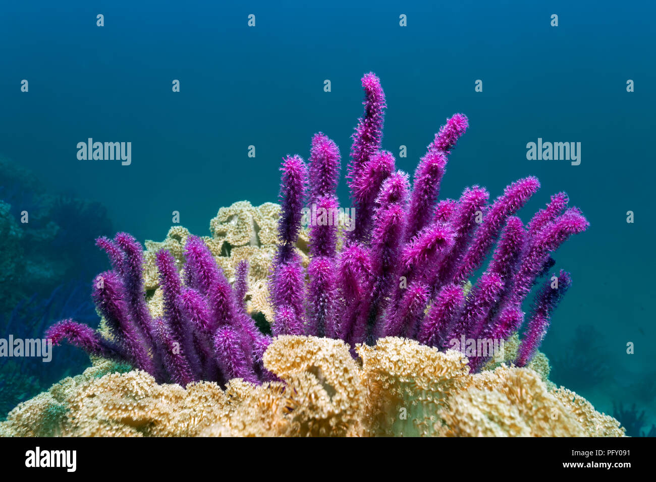 Rotes Meer Peitsche (Ellisella sp.), umrahmt von Ledrigen Korallen (Alcyoniidae), Daymaniyat Inseln Nature Reserve, Khawr Suwasi Stockfoto