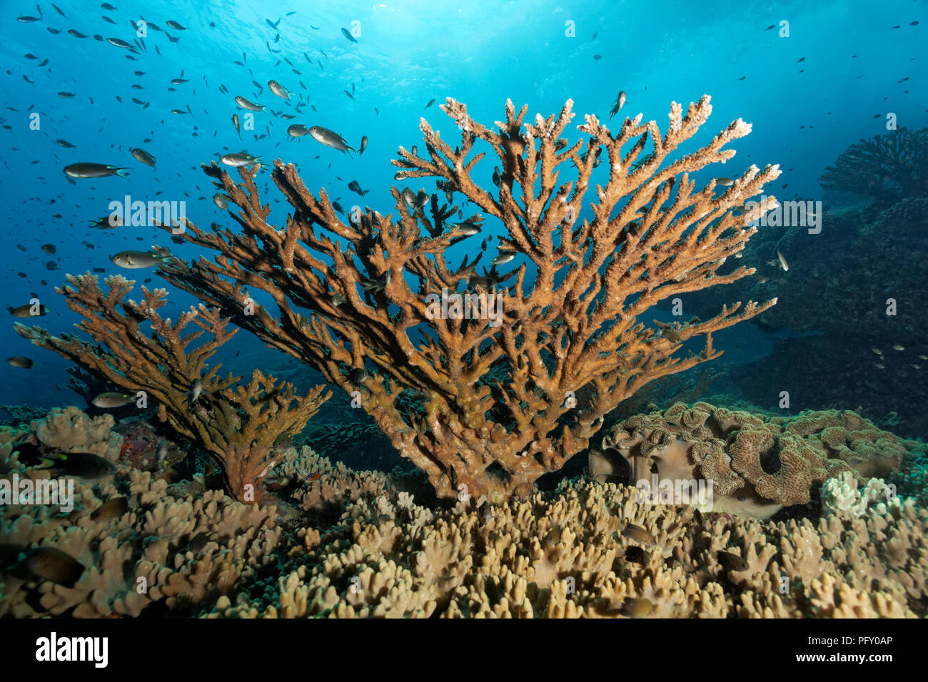Acropora Steinkoralle (Acropora sp.), verschiedene Riffbarsche (pomacentridae), Daymaniyat Inseln Naturschutzgebiet, Indischer Ozean Stockfoto