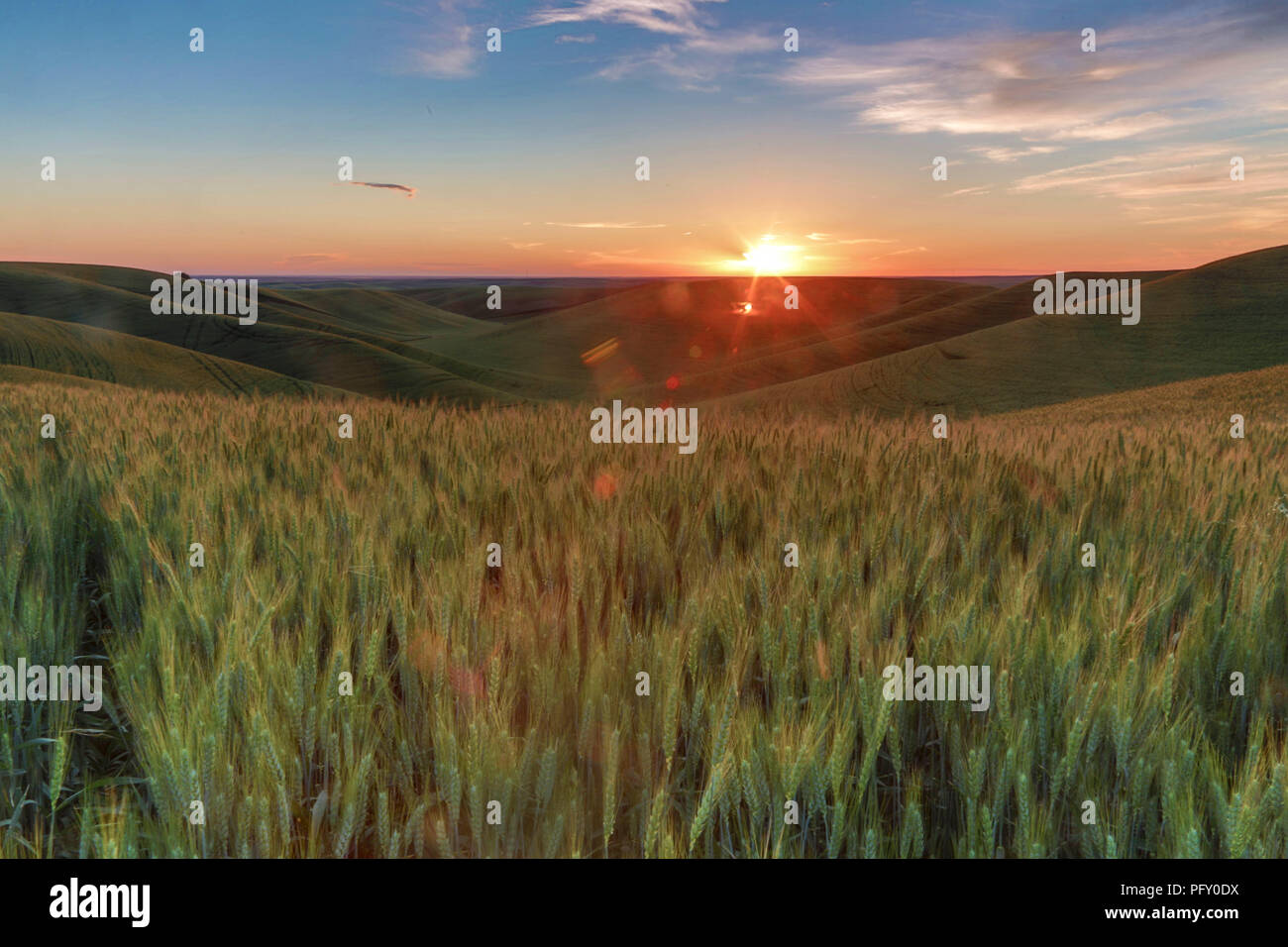 Sonnenuntergang auf einem Weizenfeld in der Palouse in Pullman Washington Stockfoto