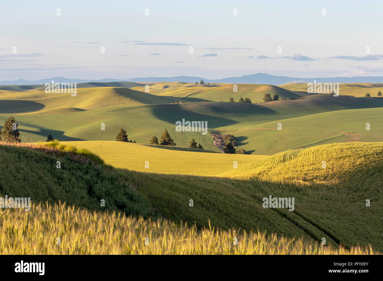 Die sanften Hügel und Ackerland in der Palouse Region Washington in der Nähe von Pullman Stockfoto