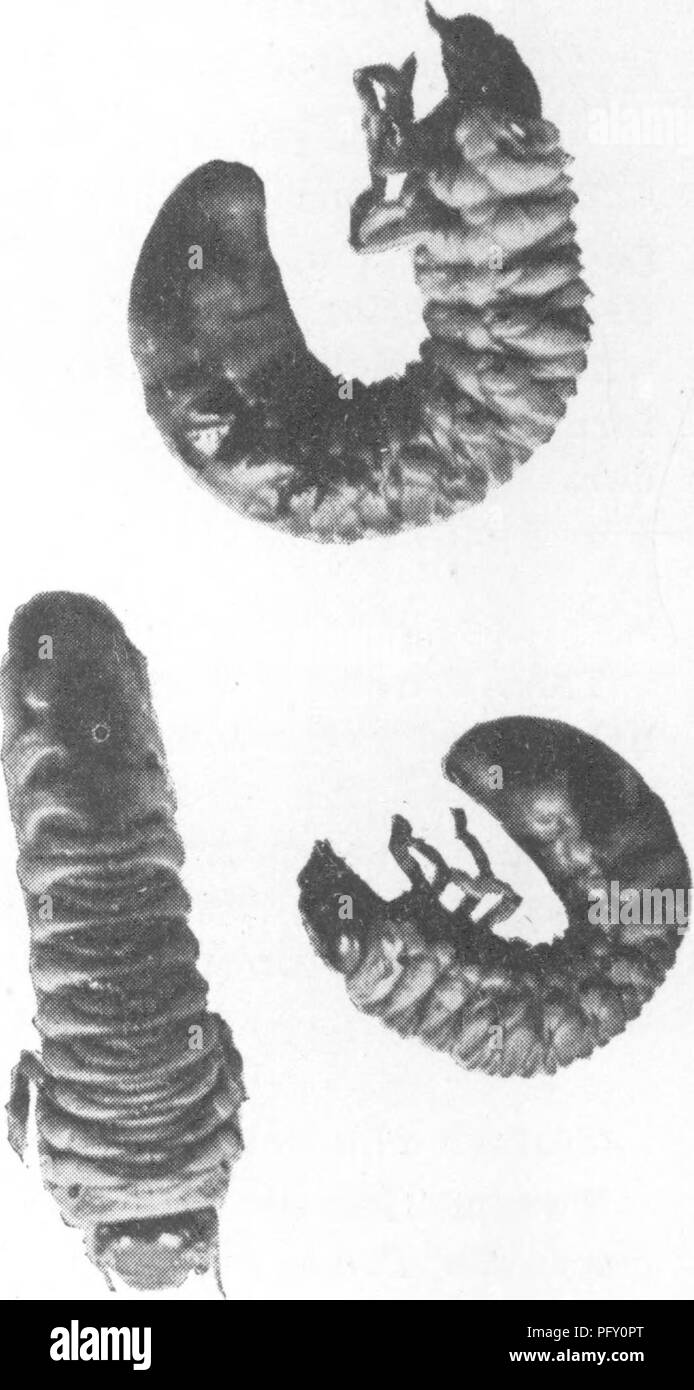Diese Enzyklopädie deckt die praktischen und wissenschaftlichen Aspekte des Gartenbaus ab und konzentriert sich auf Obst, Gemüse und Schädlingsbekämpfung. Es umfasst Methoden zur Bekämpfung von Schädlingen wie Drahtsäulen, die Kulturpflanzen wie Kartoffeln schädigen, und gibt Aufschluss über deren Identifizierungs- und Bekämpfungsmaßnahmen. Stockfoto
