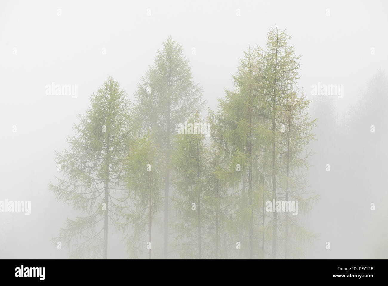 Lärchen (Larix), Baum Gruppe im dichten Nebel, Nationalpark Hohe Tauern, Kärnten, Österreich Stockfoto