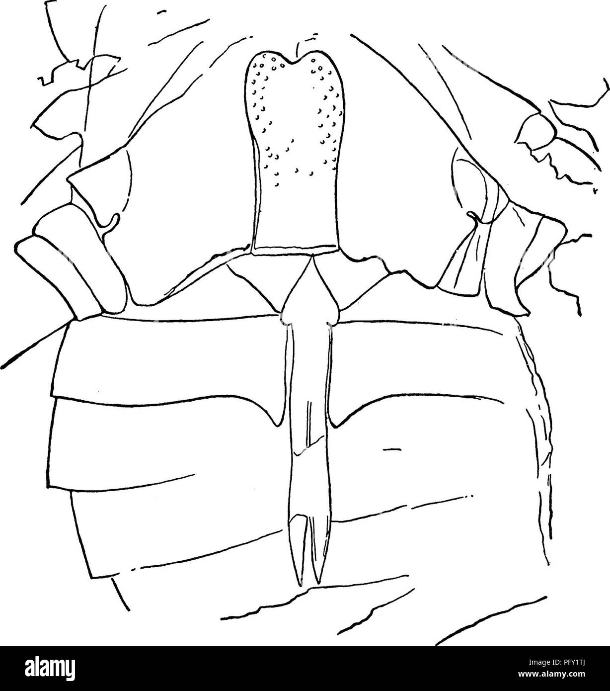 . Der eurypterida von New York. Eurypterida; Paläontologie. 266 NEW YORK STATE MUSEUM cordiform/' seine Länge ist mehr als die Hälfte des Panzers, seine größte Breite (in der Anterioren 4.) die Hälfte ihrer Länge. Es verringert sich leicht in der Breite posterior. Die Seitenränder sind fast gerade oder aber leicht konkav. Die hinteren Ende ist quer Truncate, leicht emarginate in der Mitte.. Abbildung 6 ich Dolichopterus macrochirus Halle. Skizze Skizze des ventralen Anhängsel der Schriftmuster. Natürliche Größe Der opercular Anhängsel des Weiblichen in Haaren Typ sehr unvollkommen gesehen wird. Stockfoto