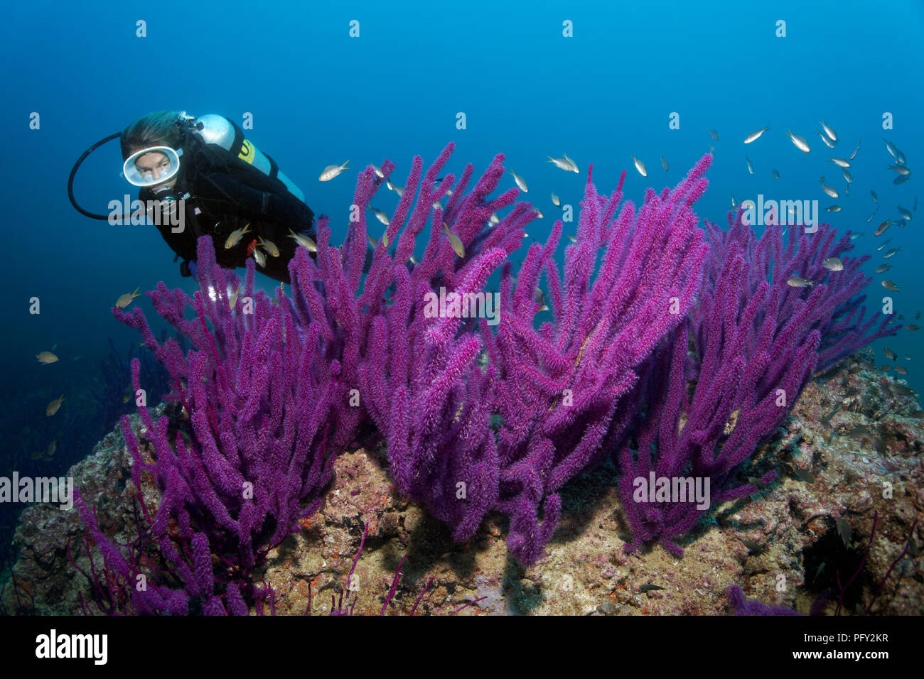 Taucher sieht am Roten Meer Peitsche (Ellisella sp.), Daymaniyat Inseln Nature Reserve, Khawr Al-Batina Suwasi, Provinz, Indischer Ozean Stockfoto