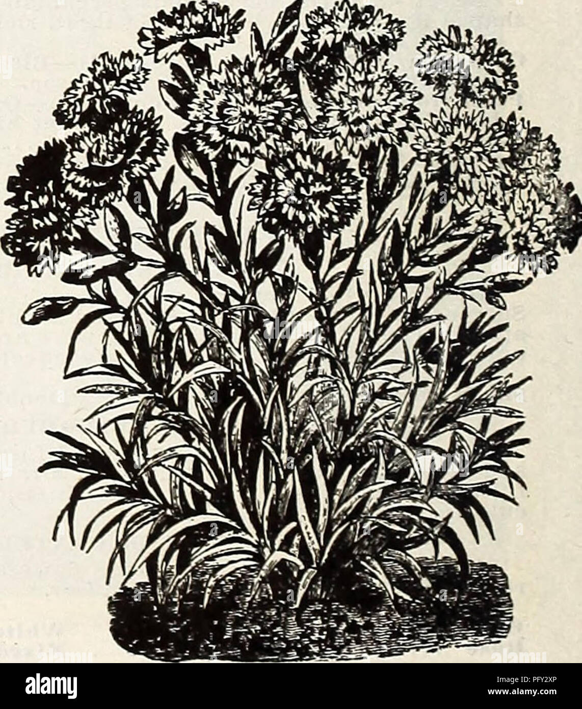 Currie S Farm Und Garten Jahrliche Fruhjahr 1914 Blumen Samen