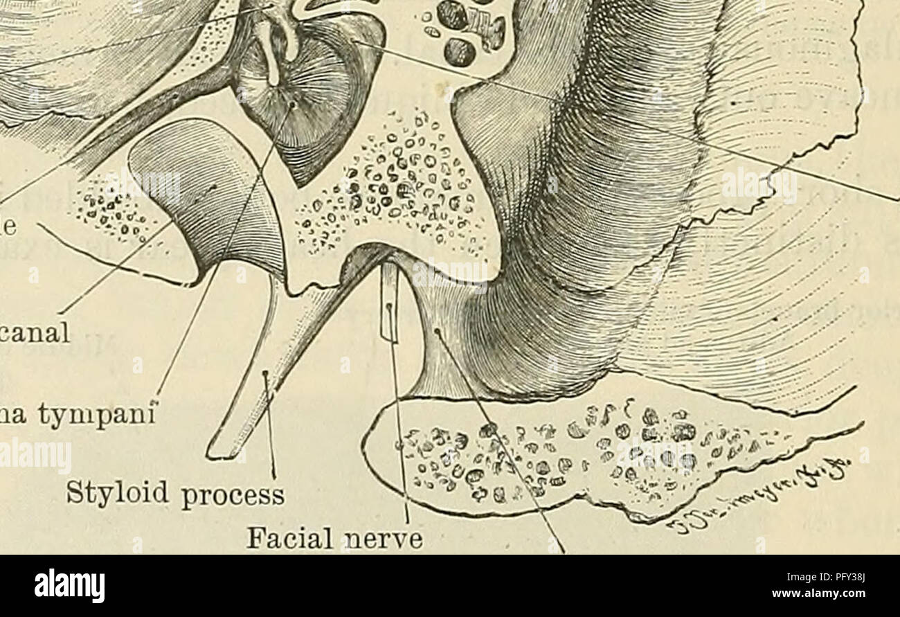 . Cunninghams Lehrbuch der Anatomie. Anatomie. Nut für transversale