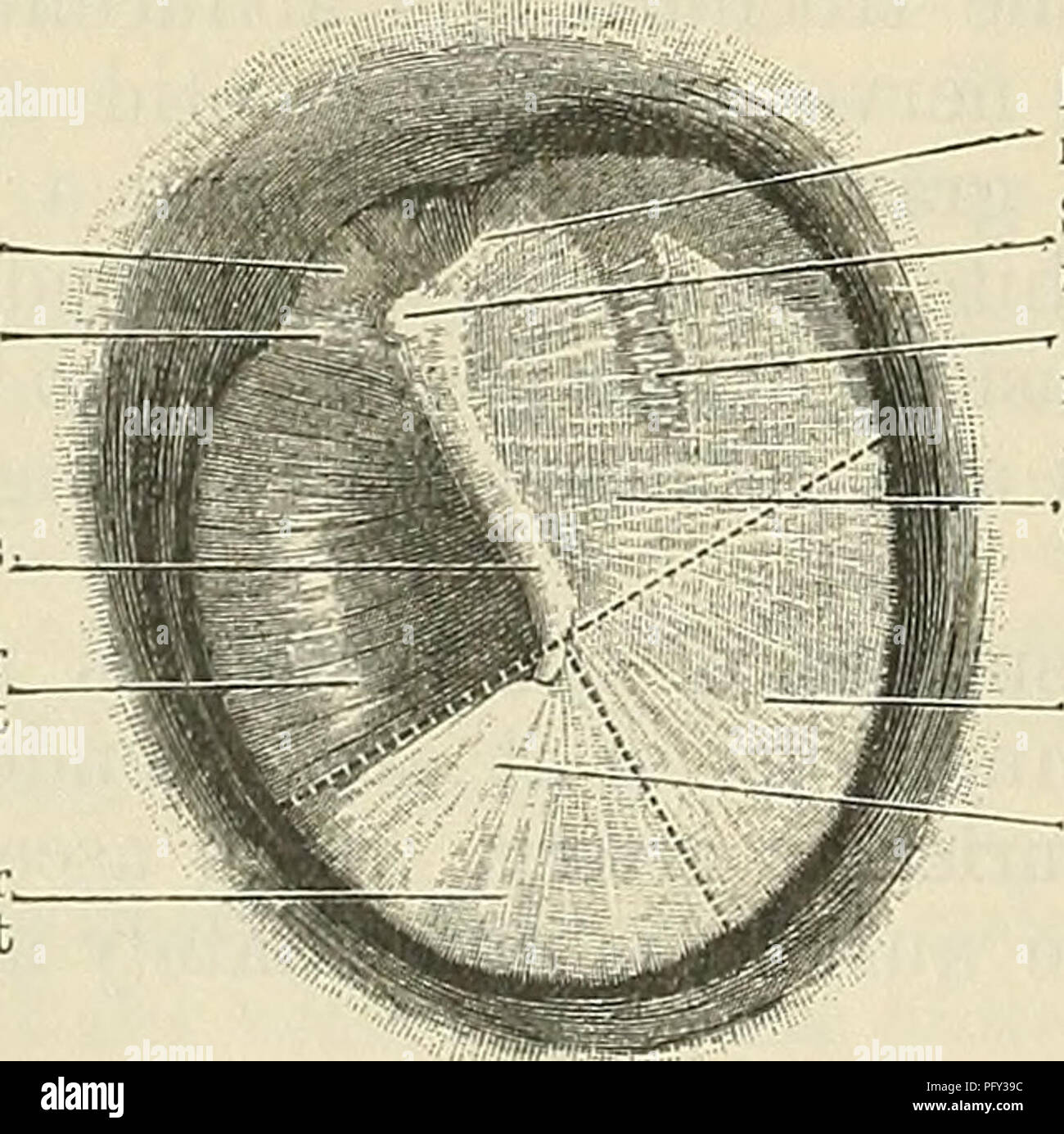 Arteria temporalis superior Fotos und Bildmaterial in hoher Auflösung