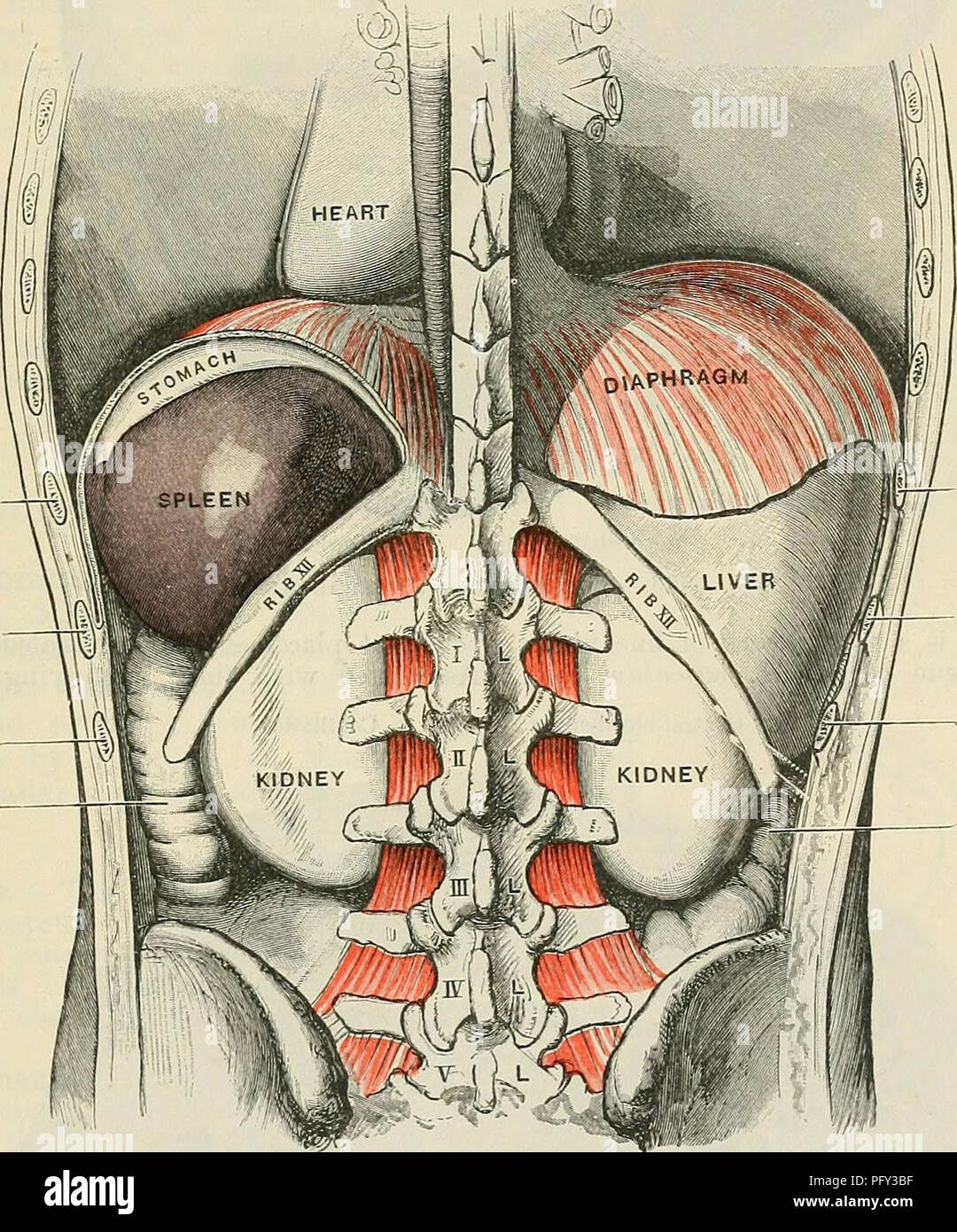 . Cunninghams Lehrbuch der Anatomie. Anatomie. Die SPLEEK 1353 Magen und Nieren Oberflächen; anterior, an der Kreuzung der Diaphragmatica, Magen-, und basalen Oberflächen; posterior, an der Kreuzung der Diaphragmatica, Nieren- und basalen Oberflächen; Mittelstufe, an der Kreuzung der Nieren-, Magen-, und basalen Oberflächen. In einem Milz von orange-Segment gibt es aber zwei Winkel, eine überlegene und einem vorderen. Das Superior Zimmer ist in der gleichen Weise wie in der Tetraedrische Form begrenzt; der anterioren, von der Dia-phragmatic, Magen-, Nieren- und Oberflächen. In allen Milz, aber am häufigsten in jenen von Schrägen, irre Stockfoto