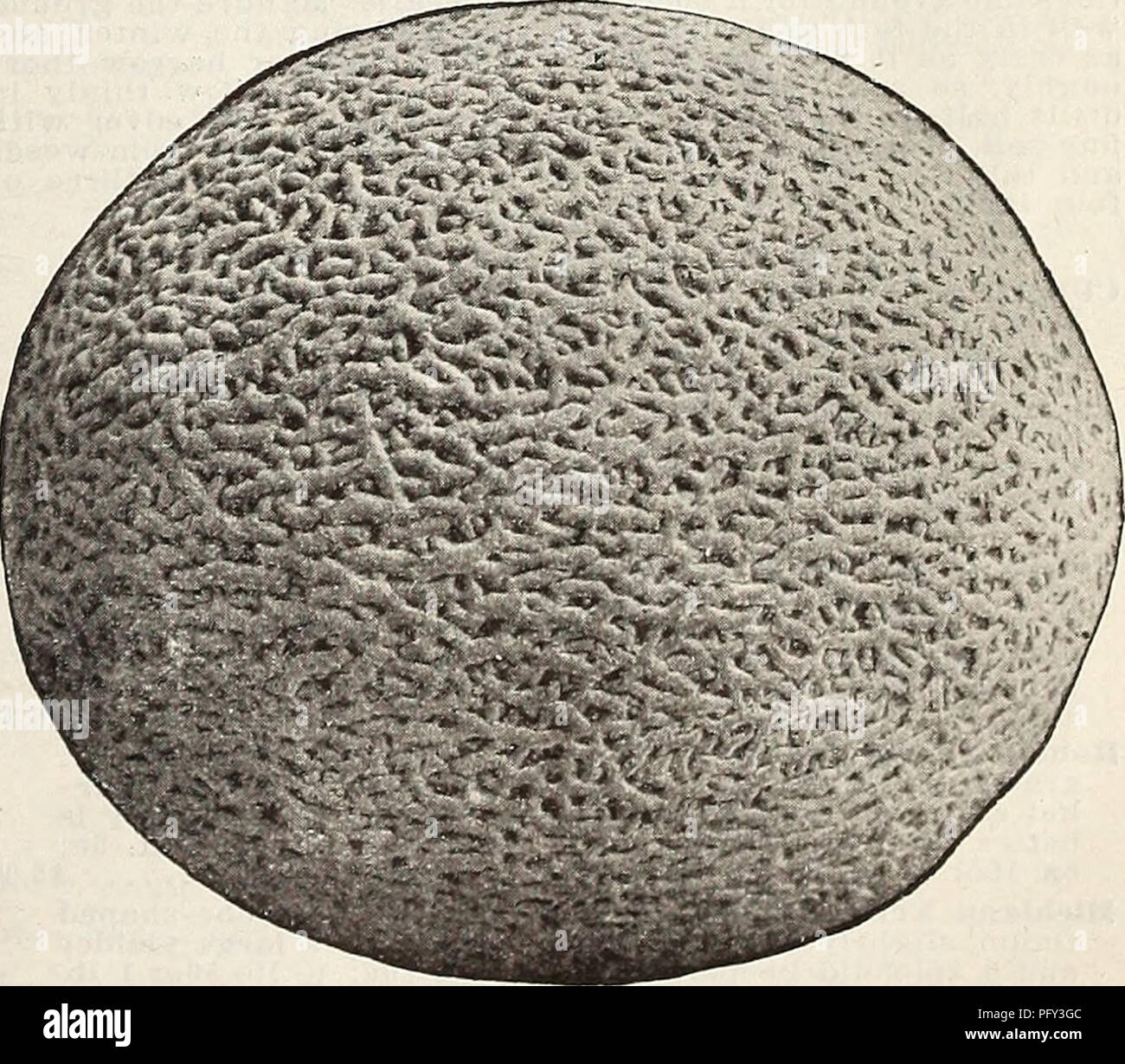 . Currie's Farm und Garten jährliche: Frühjahr 1914. Blumen Samen Kataloge, Leuchtmittel (Pflanzen) Samen Samen Kataloge Kataloge; Gemüse; Baumschulen (Gartenbau) Kataloge; Pflanzen, Zierpflanzen Kataloge; Gartengeräte und Zubehör Kataloge. EXTRA FRÜH HACKENSACK. $ 1.00 Grüne Zitrone-Form fast runden, tief gefangen, von 0 bis 8 Zoll im Durchmesser; Fleisch grün und der reichhaltigen, köstlichen Geschmack. Pkt. 5c; Oz. 10 c; 14 lb. 25 c; 1 lb. 90 C. Weinstock Pfirsich. Pflanzliche Orange, oder Mango Melone. Diese Frucht ist ein helles orange Farbe, oval geformt und über die Größe eines normalen Pfirsich, die sie sehr stark ähneln. Stockfoto