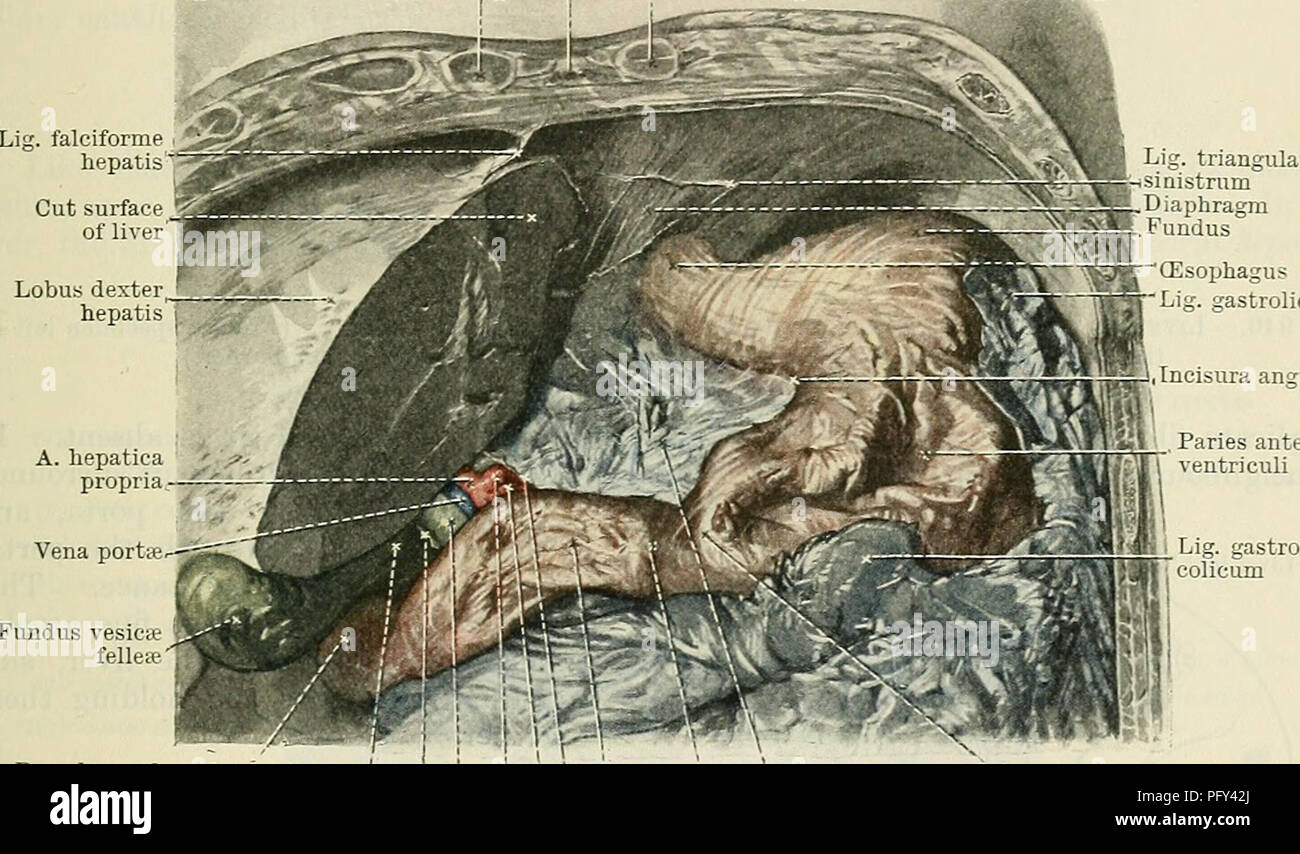 Dieses Lehrbuch zur menschlichen Anatomie bietet detaillierte Beschreibungen der Leber und ihrer Funktion, wobei der Schwerpunkt auf dem Ductus venosus und seiner Rolle im fetalen Kreislauf liegt. Es erklärt, wie die Leber mit der Vena cava inferior verbunden ist und wie sie bei der Blutverarbeitung während und nach der Geburt spielt. Stockfoto