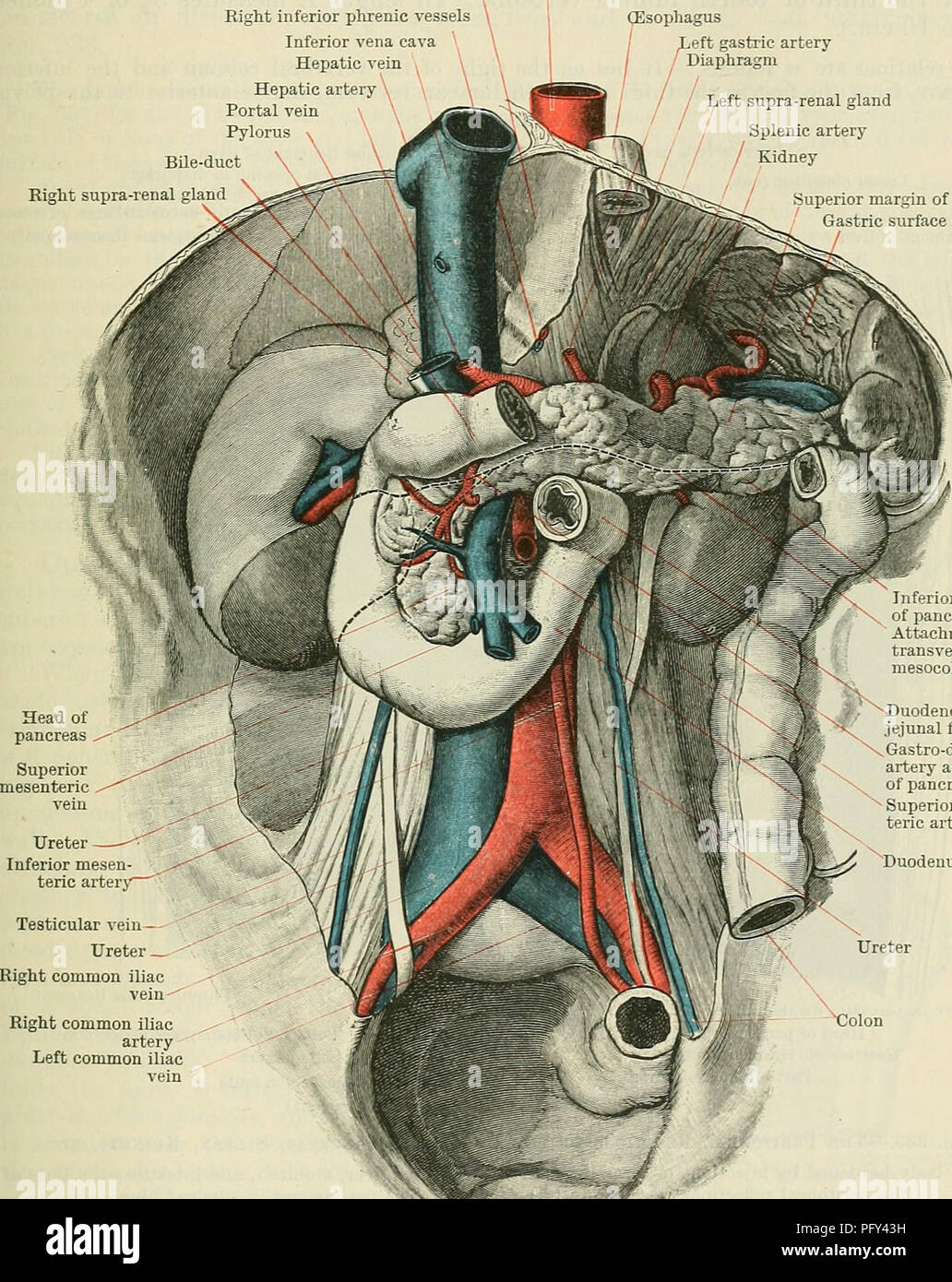 Dieses Lehrbuch enthält detaillierte anatomische Beschreibungen des Zwölffingerdarms und seiner Beziehungen zu den nahe gelegenen Organen wie Leber, Bauchspeicheldrüse und Gallenwege. Er beschreibt seine Rolle bei der Verdauung und seine Verbindung zum Magen-Darm-System. Stockfoto