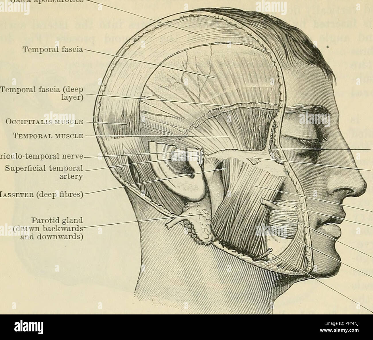Temporale faszie -Fotos und -Bildmaterial in hoher Auflösung – Alamy