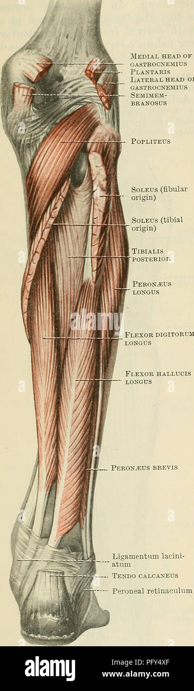 . Cunninghams Lehrbuch der Anatomie. Anatomie. 42 S DIE MUSKULATUR. Die