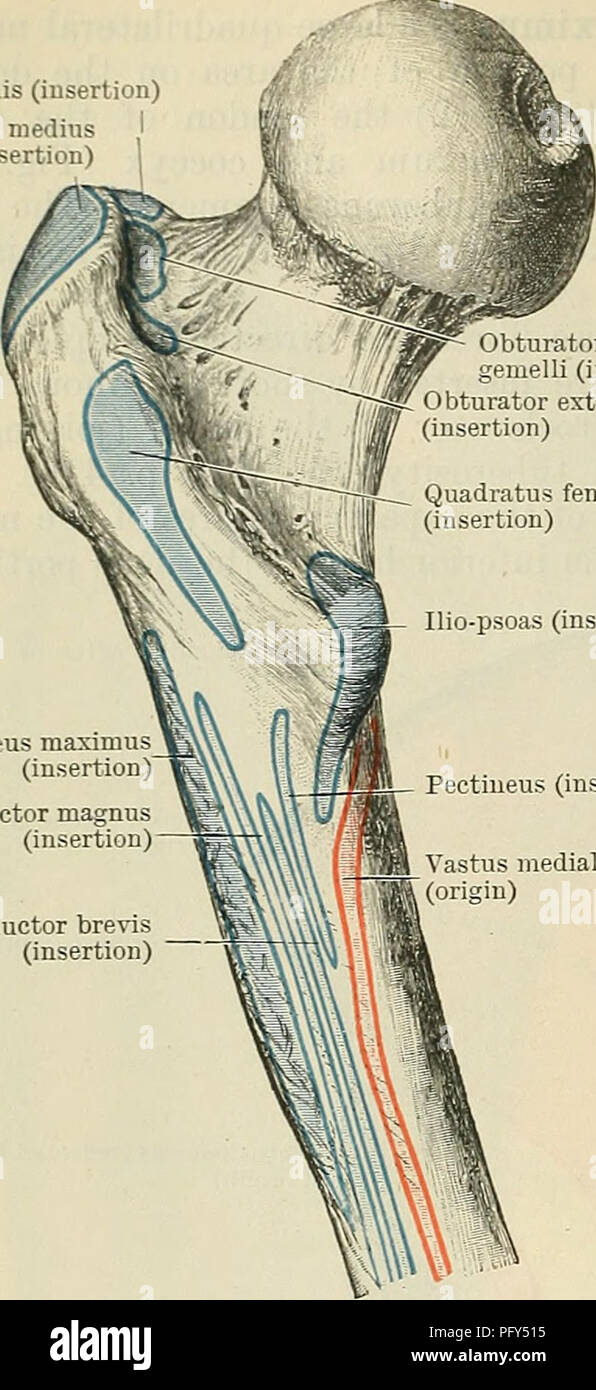 . Cunninghams Lehrbuch der Anatomie. Anatomie. 416 DIE MUSKULATUR. Piriformis (Insertion) Glutene medius (Insertion); emelli (Insertion) Obturator externus (Insertion) Quadratus femoris (Insertion) Ilio - PSOAS (Insertion). Und das dorsum ilii nur lateral der Superior anteriore Wirbelsäule, und von der Faszie über seine Mantelfläche (Abb. 369, S. 415). Wie der Gluteus Maximus von der Fascia lata investiert, wird es eingefügt distalen auf das Niveau der USA und Trochanter major des Femur in der Stoßfängerverkleidung, die Formen der ilio-tibial Fläche (s. 404). Der Muskel wird entlang der Ein-terior Bo platziert Stockfoto