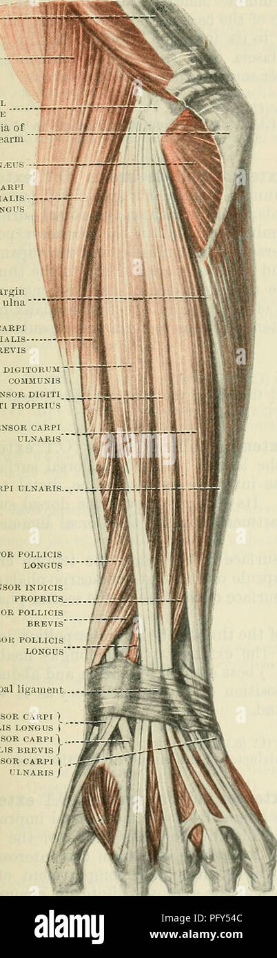 . Cunninghams Lehrbuch der Anatomie. Anatomie. Muskeln auf der DOESAL SUEFACE DES FOEEAEM. 399 Nerve-Supply. âThe supinator wird durch einen Zweig aus dem tiefen Zweig der radialen Nerv, der sich aus den Nerv vor dem Hauptstamm der Muskel wird geliefert. Aktion. âThe Muskel ist ein extensor der Ellbogen, und die wichtigsten supinator des Unterarms. Im letzteren Aktion durch den Bizeps unterstützt wird. Trizeps sehne Brachio-RAD 1 ALIS Seitliche epicondyle Tiefen Faszie des Unterarms" "Anconeus Extensor carpi radialis LONGUS-Dorsalen Rand der ulna Extensor carpi radialis BREVIS Extens Stockfoto