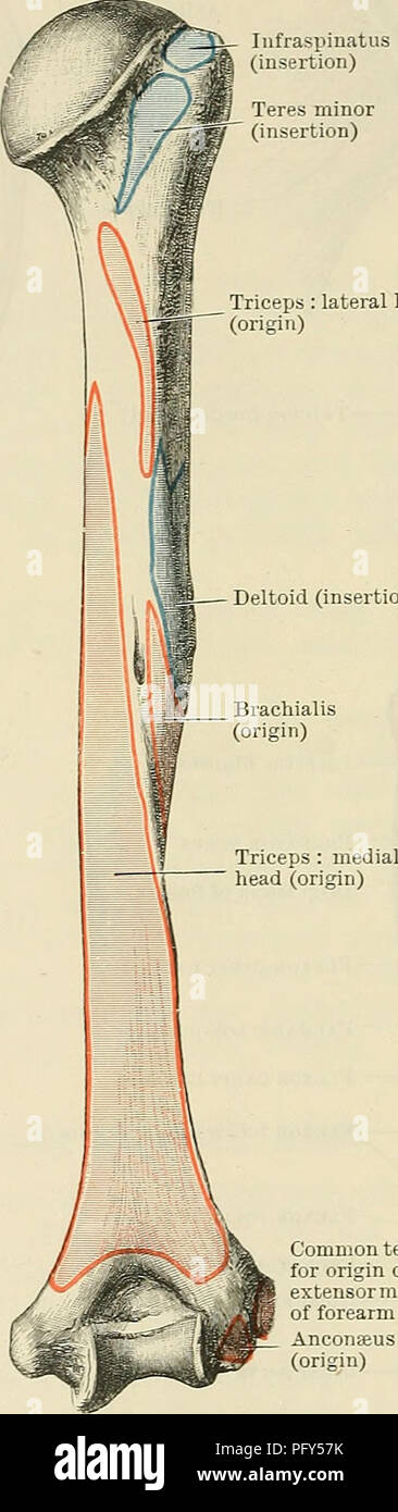 . Cunninghams Lehrbuch der Anatomie. Anatomie. 380 Die MUSCULAK SYSTEM. Supraspinatus (Insertion). Subscapularis (Insertion) Großer Brustmuskel (Insertion) Latissimus dorsi (Insertion) Trizeps: Seitliche Kopf (Ursprung) Nerve-Supply. Der Nerv zum Coracobrachialis stammt aus dem 7. oder 6. und 7. der zervikalen Nerven, aufgenommen mit der Haltungs- und kutane, der Nerv trennt die Muskel zu liefern, bevor die letzten Nerv es durchbohrt. Aktion. - Der Muskel unterstützt den Bizeps, um den Arm zu heben und medial zeichnen. M. biceps brachii. - die Bizeps entsteht, indem zwei tendinous Köpfe. (1) Die kurze Leiter (ca Stockfoto