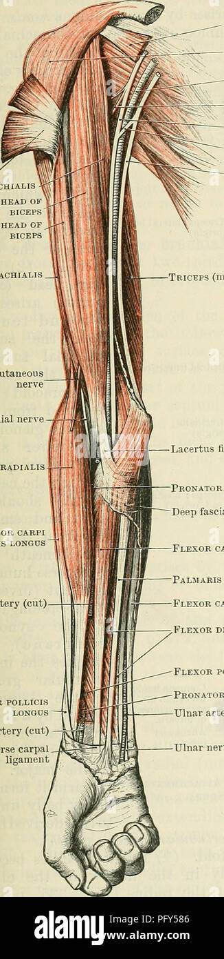 Cunninghams Lehrbuch der Anatomie. Anatomie. Muskeln DES AKM. 379 Die  häufigste Sorte ist eine, in der die eher oberflächlichen (distal) Teil der  Muskel mehr distal als üblich erweitert, um in die