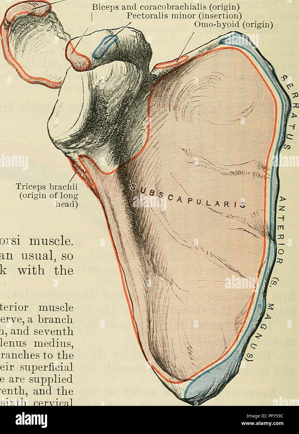 Serratus anterior muscle Fotos und Bildmaterial in hoher Auflösung