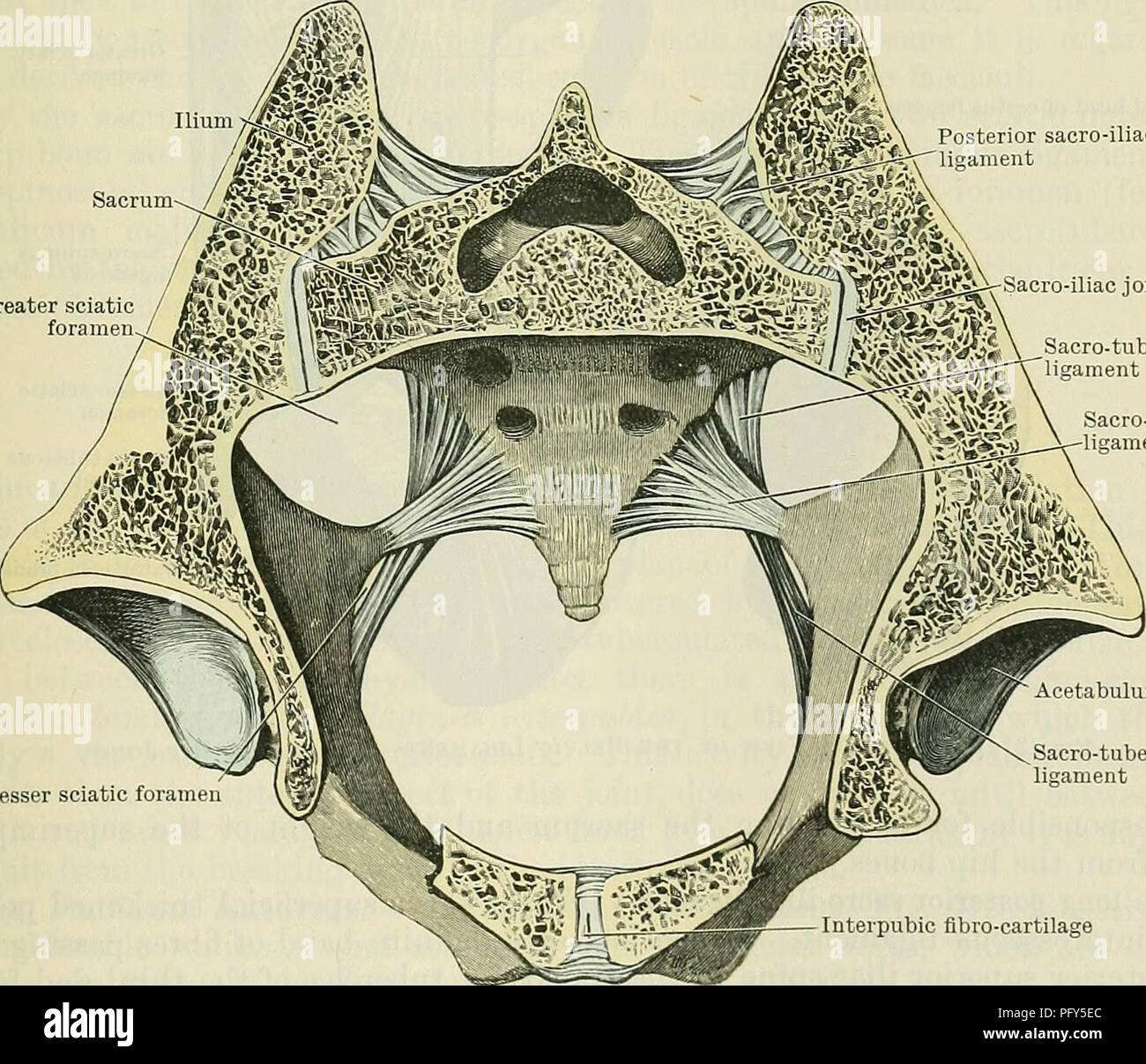 Diese anatomische Illustration aus Cunninghams „Text-Book of Anatomy“ konzentriert sich auf das Iliosakralgelenk und beschreibt seine Rolle bei der Verbindung von Kreuzbein und Hüftknochen. Sie hebt die Struktur und Funktion der Lumbo-sakralen Gelenke hervor, die für die menschliche Mobilität von wesentlicher Bedeutung sind. Stockfoto