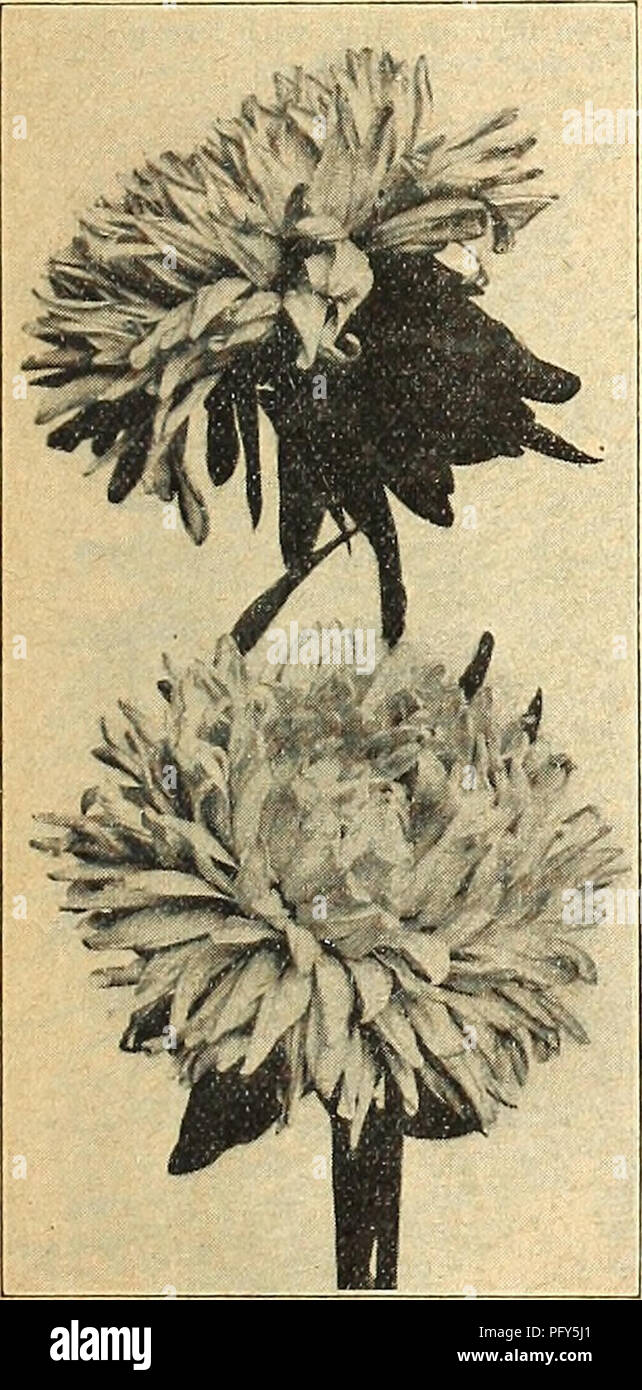 . Currie's Farm und Garten jährliche: Frühling 1918 43. Jahr. Blumen Samen Kataloge, Leuchtmittel (Pflanzen) Samen Samen Kataloge Kataloge; Gemüse; Baumschulen (Gartenbau) Kataloge; Pflanzen, Zierpflanzen Kataloge; Gartengeräte und Zubehör Kataloge. Giant Comet Astern.. ROYAL PURPLE eine eigenständige Sorte, die Flower Direct wächst aus dem Boden, und nicht auf der Seite schießt wie andere Verzweigung Sorten stammt. Die Blüten sind groß und voll in die Mitte und leicht incurved, blühende frei erst sehr spät im Herbst. Farbe hell lila 10 frühe Wunder. Die frühesten Weiß Aster in Anbau, kommen in einem Stockfoto