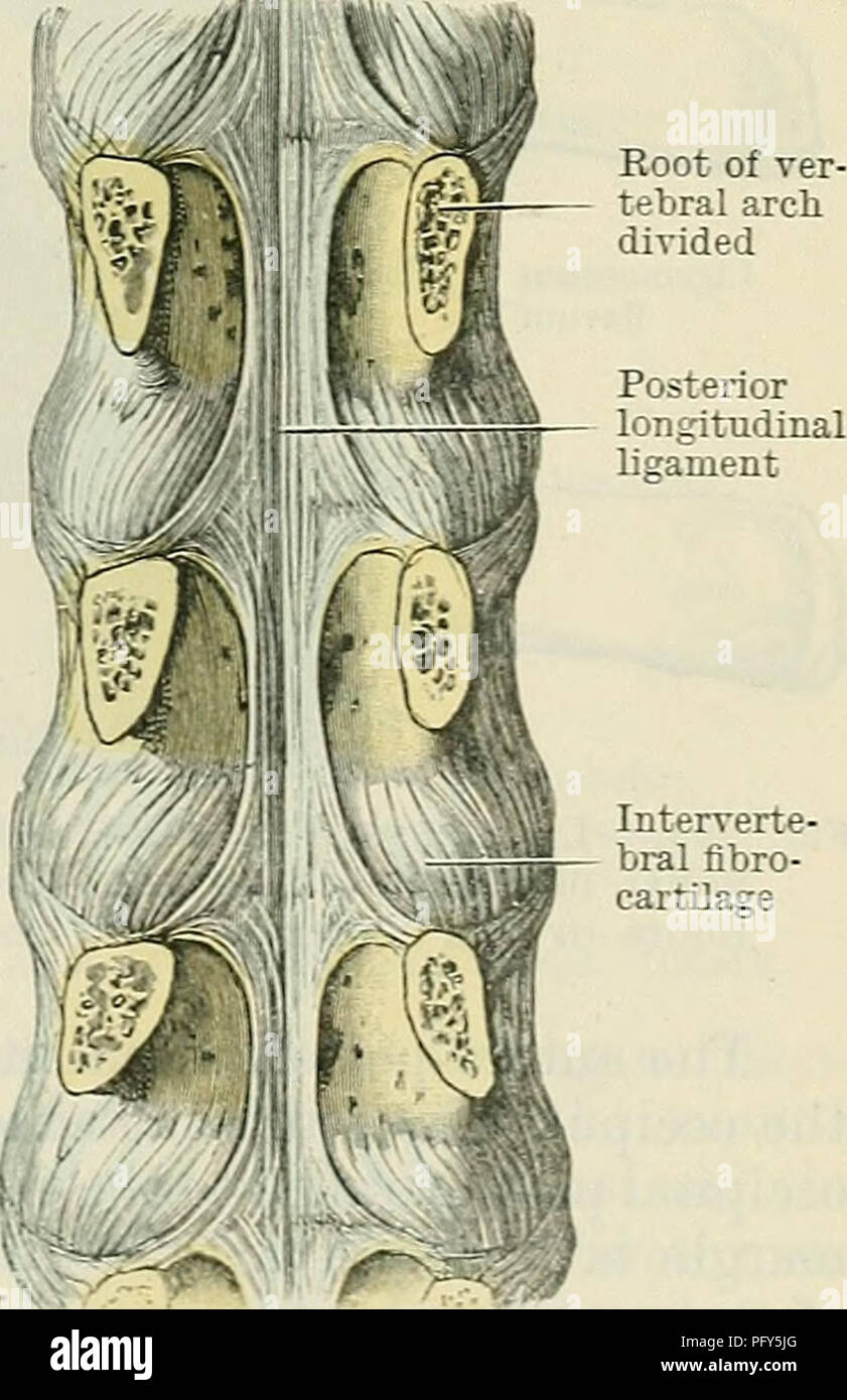 . Cunninghams Lehrbuch der Anatomie. Anatomie. Bänder DES YEETEBEAL SPALTE. 307 Die fibro - Knorpel sind dünnste auf dem anterioren Aspekte in der Korrespondenz mit dem Anterioren konkavität von diesem Abschnitt der Wirbelsäule. Jeder fibro - Knorpel besteht aus einer umlaufenden Teile, Anulus fibrosus, zum größten Teil von schrägen Fasern aus einem Wirbel um die anderen laufenden gebildet; horizontale Fasern sind auch gefunden. Die axialen oder zentralen Teil der fibro - Knorpel, der Nucleus pulposus, ist elastisch, weich und Breiig. Die superior und inferior Oberflächen der fibro - Knorpel sind Stockfoto