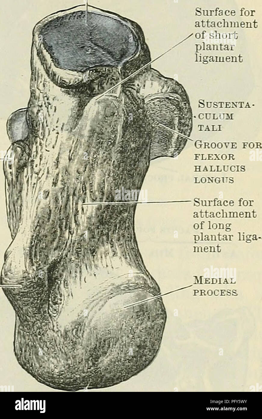 . Cunninghams Lehrbuch der Anatomie. Anatomie. Tuberosity ein Bild. 259.- Die acht Calcaneus.. Tuberosity B A. von oben gesehen; B. gesehen von unten. Die eine Nut (Sulcus calcanei) führt nach hinten und medial Um die antero-mediale Grenze des Gelenkknorpels Oberfläche. Wenn der Calcaneus ist in Kontakt mit dem talus, dieser Groove fällt mit dem sulcus des plantaren Oberfläche des Talus, und bildet somit ein Kanal oder Tunnel (Sinus tarsi), in der (denen) die strono - interosseous Ligament, die die zwei Knochen vereint ist, gestellt. An der Vorderseite und medialen Seite dieser Nut gibt es eine längliche Gelenkknorpel f Stockfoto