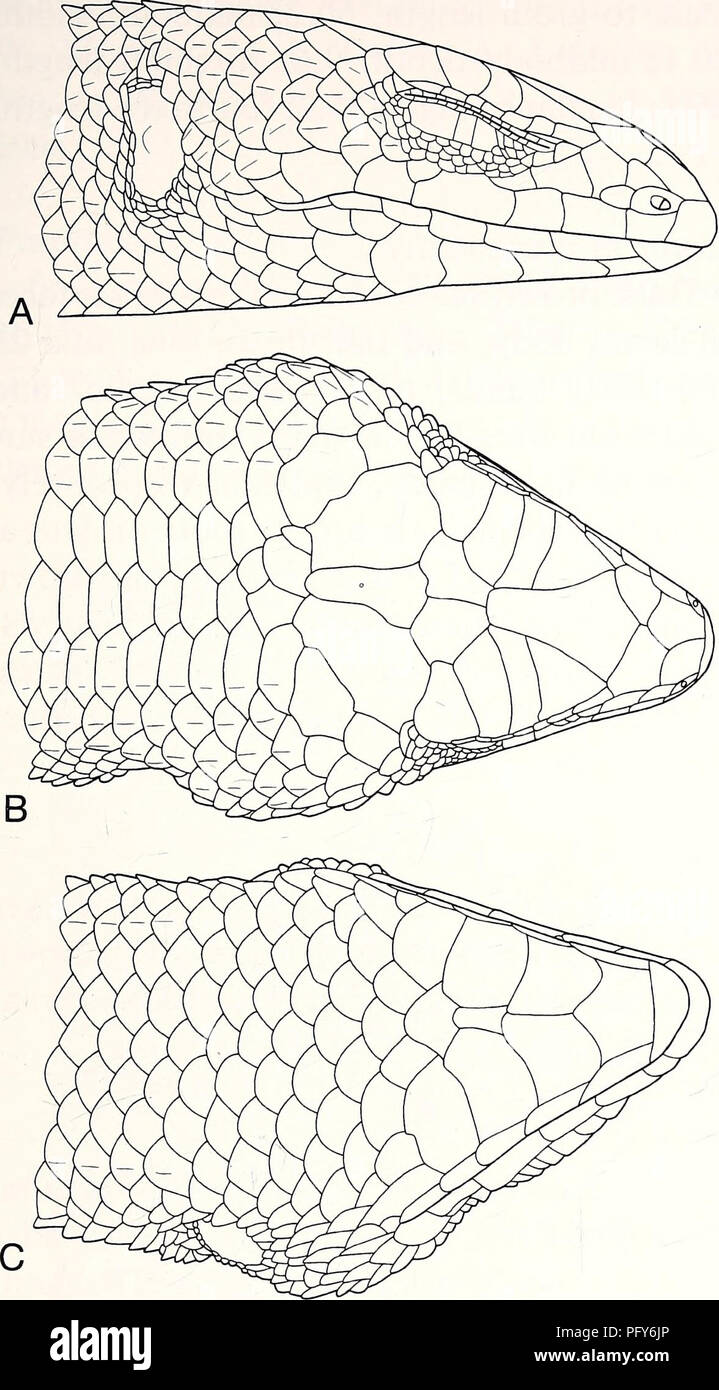 . Aktuelle herpetologie. Reptilien; Herpetologie. HIKIDA ET AL. - Neue DEPRESSIV-BODIED TROPIDOPHORUS 15. Abb. 5. Seitliche (A), (B), dorsalen und ventralen (C) Ansichten von kopfschuppen von Tropidophorus matsuii sp. nov. (Holotypus, TNHM-R -60006). Paratypen und anderen Proben Keine. Diagnose eine Tropidophorus mit mäßig depressiv Kopf, Körper und Schwanz; Skalen auf rückenseite der Kopf glatt als Ganzes, sondern die in zeitlichen Region Gekielt; frontonasal geteilt; acht superciliaries; paarvertebralen Skalen glatt oder schwach gekielt, subequal zu benachbarten Skalen in der Größe; 65 der paarvertebralen Waagen; dorso-lateraler und Stockfoto