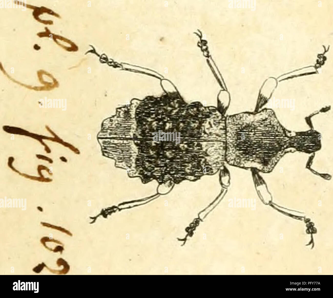 . [Curculionidae]. Curculionidae. r îc ^^o^^^^1 S;". Bitte beachten Sie, dass diese Bilder sind von der gescannten Seite Bilder, die digital für die Lesbarkeit verbessert haben mögen - Färbung und Aussehen dieser Abbildungen können nicht perfekt dem Original ähneln. extrahiert. Sturm, Jakob, 1771-1848; Panzer, Georg Wolfgang Franz, 1755-1829; Olivier, G. A. (Guillaume Antoine), 1756-1814; Spilman, T.J., Spender. DSI. [Deutschland? : N. n. Stockfoto