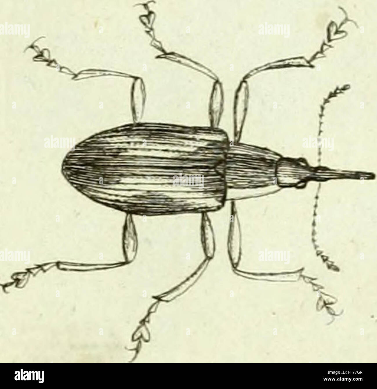 . [Curculionidae]. Curculionidae. Ich iÇ -^. ." Î-". ^^'^X13 ^. Bitte beachten Sie, dass diese Bilder sind von der gescannten Seite Bilder, die digital für die Lesbarkeit verbessert haben mögen - Färbung und Aussehen dieser Abbildungen können nicht perfekt dem Original ähneln. extrahiert. Sturm, Jakob, 1771-1848; Panzer, Georg Wolfgang Franz, 1755-1829; Olivier, G. A. (Guillaume Antoine), 1756-1814; Spilman, T.J., Spender. DSI. [Deutschland? : N. n. Stockfoto