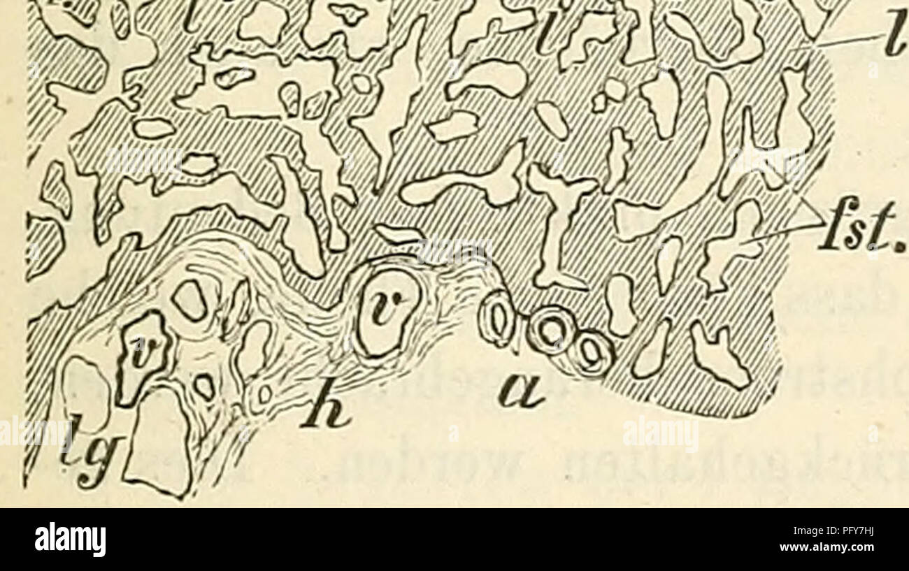 . Cursus der normalen Histologie zur Einführing in den Gebrauch des Mikroskopes, sowie in das practicche Studium der Gewebelehre. Die histologie; Mikroskopie. . Bitte beachten Sie, dass diese Bilder sind von der gescannten Seite Bilder, die digital für die Lesbarkeit verbessert haben mögen - Färbung und Aussehen dieser Abbildungen können nicht perfekt dem Original ähneln. extrahiert. Orth, Johannes, 1847-1923. Hirschwald Berlin, A. Stockfoto