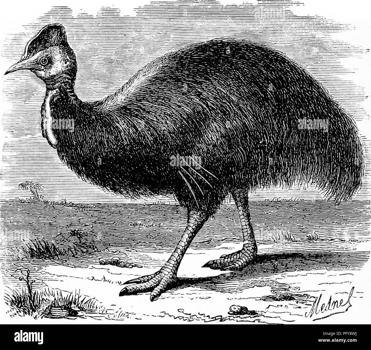 . Reptilien und Vögeln. Eine beliebte Berücksichtigung der verschiedenen Aufträge; mit einer Beschreibung der Gewohnheiten und die Wirtschaft der am meisten interessant. Vögel und Reptilien. 392 GEALLATOfiES oder WATEN BIEDS. Grund für die Annahme, dass diese Vögel erfolgreich konnten accli werden - in Europa verbunden. Die kasuaren bilden eine Gattung der Vögel verbündet mit dem Strauß, obwohl sie in einigen Angaben unterscheiden sich - ihre Form ist nicht so elegant, und ihre Flügel sind noch weniger für Flug angepasst;. Abb. 155,- Cassowary {Struthio ciisuanus, Lmn. j. Für so kurz sind, dass sie sich perfekt sogar nutzlos in der Ausführung zu unterstützen. Ihre lo Stockfoto
