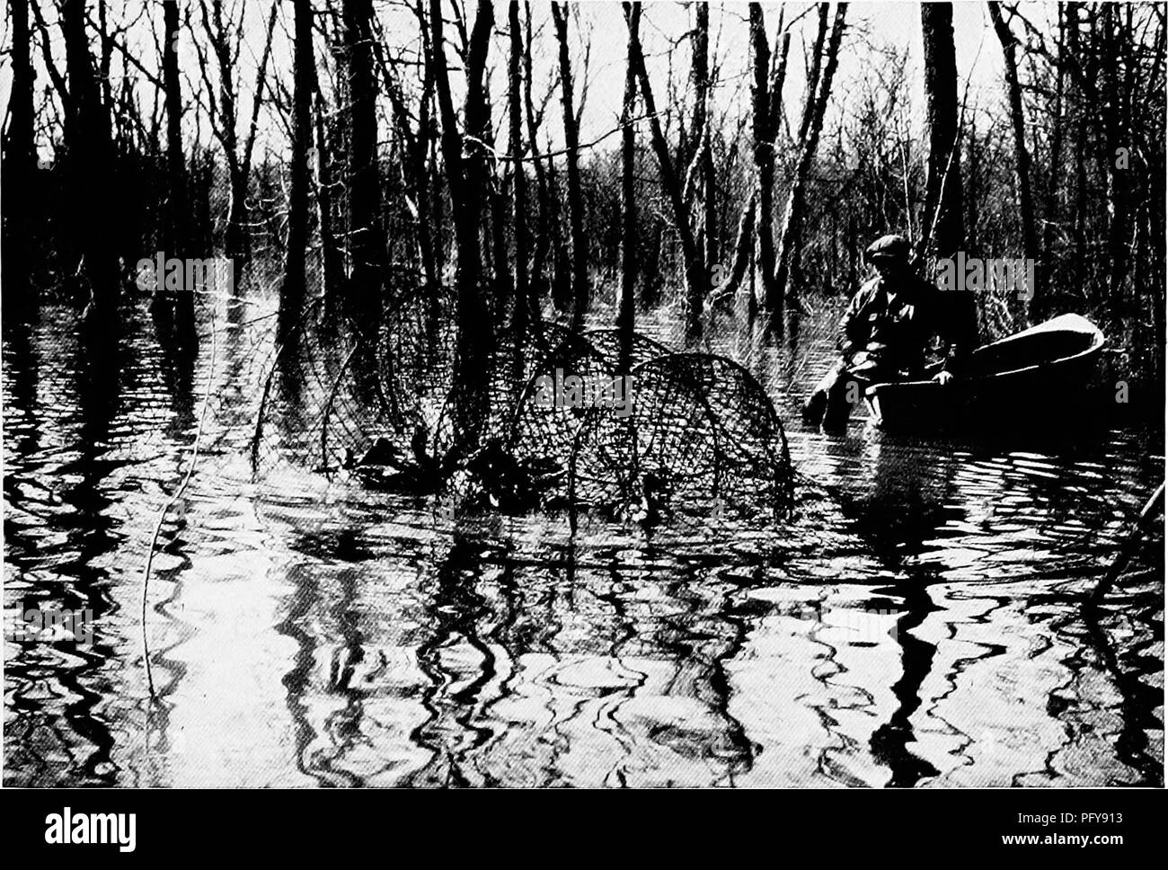 . [Artikel über Vögel von National Geographic Magazin]. Vögel. BIRD BANDING, DIE WARNLEUCHTE DER WANDERNDEN FLUG 101. rhotograpli von U, S. biologische Studie die; erfasst Mallards wird receivl biologische Umfrage bands Midwinter genommen wurde, und keine Mid-winter Vogel ist immer im Sommer. Es gibt gute Gründe, dass diese beheve Verlagerung von Personen von einem Teil ihrer Strecke die Stelle der Vögel, die weiter südlich in den Herbst verschoben haben, ist eine charakteristische Gewohnheit vieler Arten. Innerhalb von ein paar Jahren die Tatsachen werden in diesem Zusammenhang bekannt sein, sowohl als zu Spiel und Nongame Vögel Stockfoto