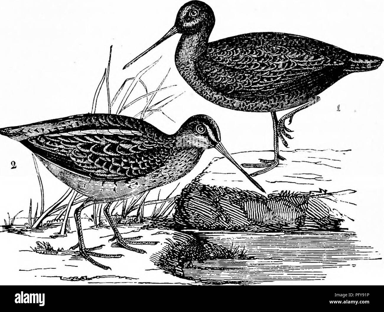 Diese Arbeit bietet eine zugängliche Darstellung von Reptilien und Vögeln, in der ihre Gewohnheiten und Ökosysteme detailliert dargestellt werden. Sie hebt das Zugverhalten von Arten wie der Snipe hervor, die stürmisches, feuchtes Wetter für die Migration bevorzugt. Das Buch beschreibt auch ihre Nistgewohnheiten und elterliche Betreuung und gibt einen Überblick über ihre Lebenszyklen und Umweltanpassungen. Stockfoto