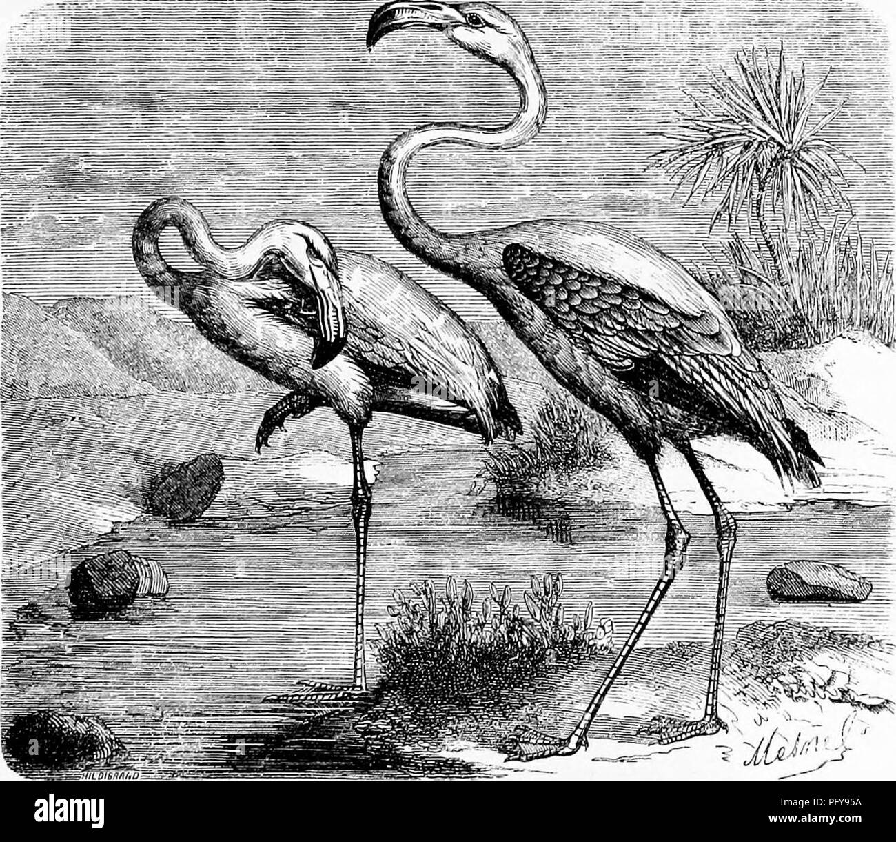 . Reptilien und Vögeln. Eine beliebte Berücksichtigung der verschiedenen Aufträge; mit einer Beschreibung der Gewohnheiten und die Wirtschaft der am meisten interessant. Vögel und Reptilien. Die FLAMINaO. 317 Die Palmidactyles haben Sie den vorderen Zehen, vereint durch eine große Membran; die Hinterbeine Zehe ist nicht vorhanden, oder ist sehr klein; die Beine sind sehr lang und glatt; von Ihren schwimmhäuten können Sie erscheinen dem Palmipedes zu gehören, aber die Anordnung ihrer Zehen ist anderes und consti- Tutes sie am meisten auffallend Charakteristisch für die Reihenfolge der Watvögel. Der Flamingo ist eines der am meisten neugierig des Stammes der Watvögel. Die meisten fancifu Stockfoto