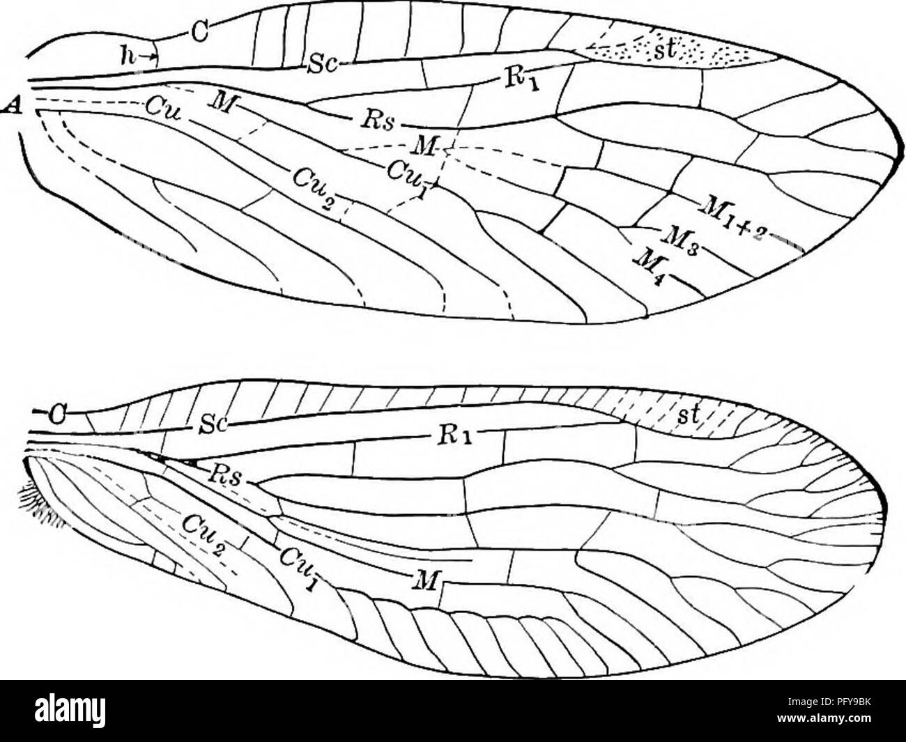 . Süßwasser-Biologie. Süßwasser-Biologie. Aquatische INSEKTEN 935 3 (2) Die mittlere Ader, aber einmal verzweigt; die Zweige der Vene Cui alle einfach. Climacia. 4 (i) Adern des Flügels disc Ausdehnung nach außen in gerader Linien, Gabeln, weniger und weniger symmetrisch; Antennen zylindrisch Ripp, oder Sialididae pectinate Familie. 5 5 (6) Vierte Segment des Tarsus bilobed; posterior Branch der radialen Bereich verzweigt. Keine ocelli Sialis.. Abb. 1390. Vorderflügeln zwei neuropterous Insekten, Sialis (oben) und Climacia (unten). A, oberarmbein Kreuz - vein; sU Stigma; Bezeichnungen der wichtigsten Adern wie in Abb. 1386. 6 (5) F Stockfoto