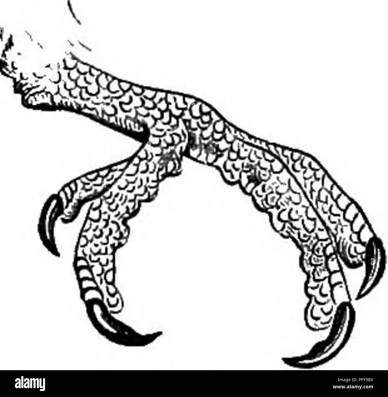 . Reptilien und Vögeln. Eine beliebte Berücksichtigung der verschiedenen Aufträge; mit einer Beschreibung der Gewohnheiten und die Wirtschaft der am meisten interessant. Vögel und Reptilien. Abb. 56. Abb. 67. Abb. 68. Aber das ist kein absolutes Recht: eine Projektion, die auf das Bein einiger Vögel gefunden wird, und ist ein Ansporn, ist eine gewaltige Waffe in einigen Arten (Abbn. 59, 60). Einige Vögel zu Fuß durch. Bitte beachten Sie, dass diese Bilder sind von der gescannten Seite Bilder, die digital für die Lesbarkeit verbessert haben mögen - Färbung und Aussehen dieser Abbildungen können nicht perfekt dem Original ähneln. extrahiert. Figuier, Louis Stockfoto