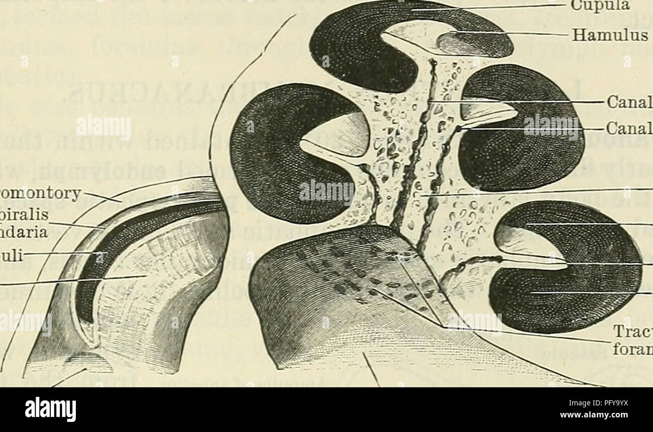 . Cunninghams Lehrbuch der Anatomie. Anatomie. Die KNÖCHERNEN LABYKINTH. 845 unterschiedlichen Abstand, sie nach außen biegen Sie die angefügte Rand der Lamina spiralis ossea, wo Sie erweitern und bilden durch ihre apposition einer spiralförmigen Kanal zu erreichen, der canalis spiralis Gehörschnecke, die das Ganglion spirale cochleae. Aus dieser Spirale canal zahlreiche kleine Steingrab, für die Übertragung der Gefäße und Nerven, Pass nach außen zu den freien Rand des lamina spiralis Ossea. Die Lamina spiralis ossea, eine dünne, Fiat Regal von Knochen, Winde rund um die modiolus wie das Gewinde der Schraube, und projizieren Sie etwa auf halbem Weg in die Stockfoto