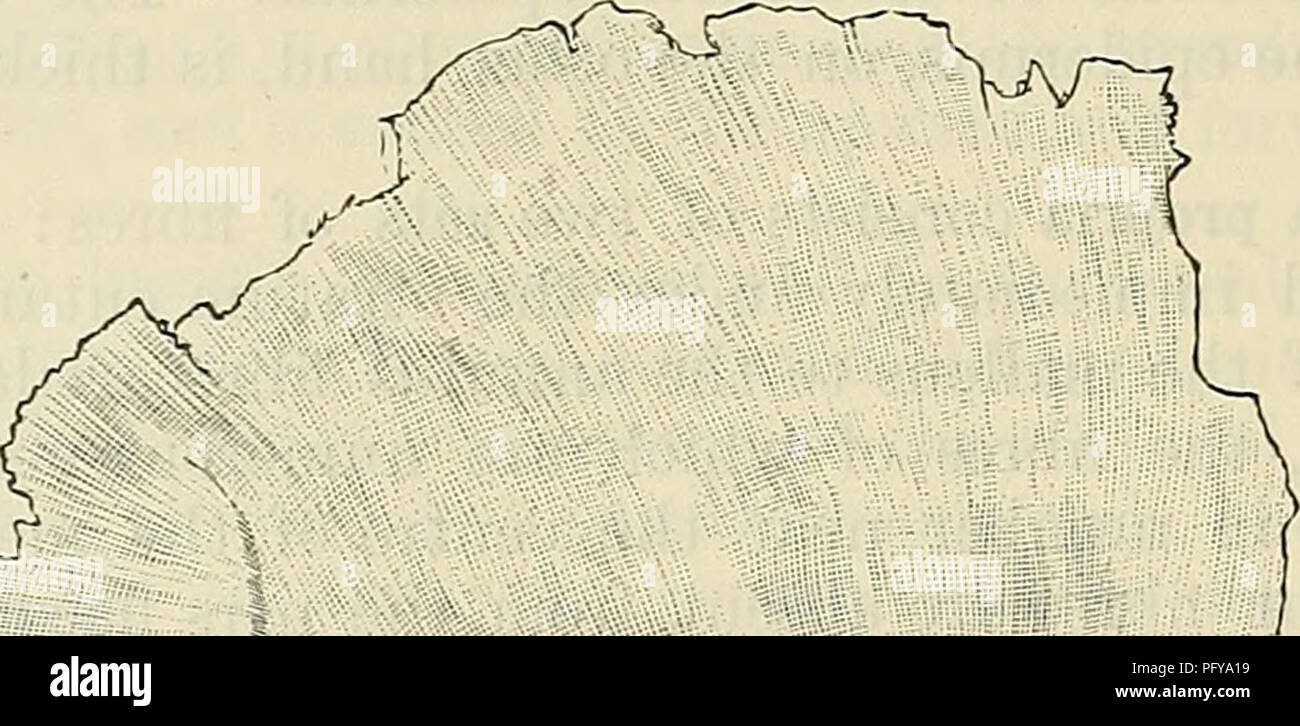 Transversaler sinus Fotos und Bildmaterial in hoher Auflösung Alamy