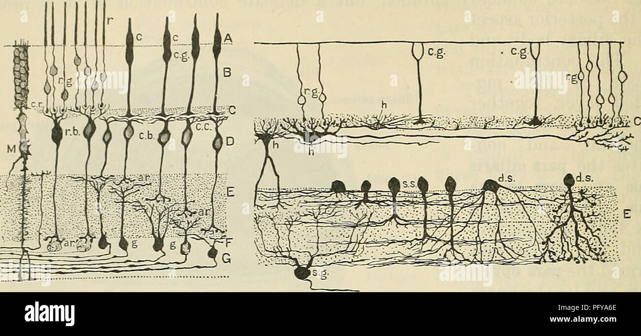 Dieses Anatomie-Lehrbuch von Cunningham behandelt die Anatomie der Sinnesorgane des Menschen und Säugetieres und konzentriert sich dabei auf die Ganglionschichten und Sinneszellen der Netzhaut. Es enthält detaillierte Diagramme der Netzhautschichten und ihrer Funktionen im Sehen und Wahrnehmen. Stockfoto