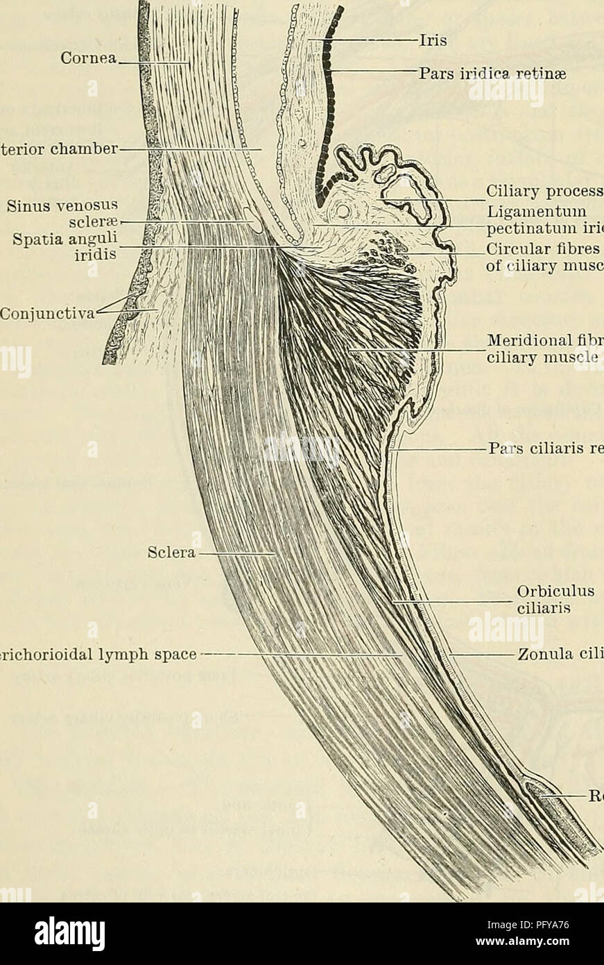 . Cunninghams Lehrbuch der Anatomie. Anatomie. 812 Die OEGANS SINN. Hornhaut Vorderkammer Pars iridica Retinae mittellos von Muskelgewebe, sind oberflächlich zu den Arterien; Sie sind umgeben von Perivaskulären Lymphe Ummantelungen und konvergieren zu bilden Wirbel, die offen in die Vena? Vorticosae. Im Gewebe zwischen der Blutgefäße sind zahlreiche stellate, abgeflacht, und pigmentierten Zellen. Die Lamina choriokapillaris besteht im Wesentlichen aus kleinen Kapillaren, die ein überaus dichtes Netz, eingebettet in eine fein granulierte oder fast homogenen Gewebe bilden. Die mittlere Schicht zwischen t Stockfoto