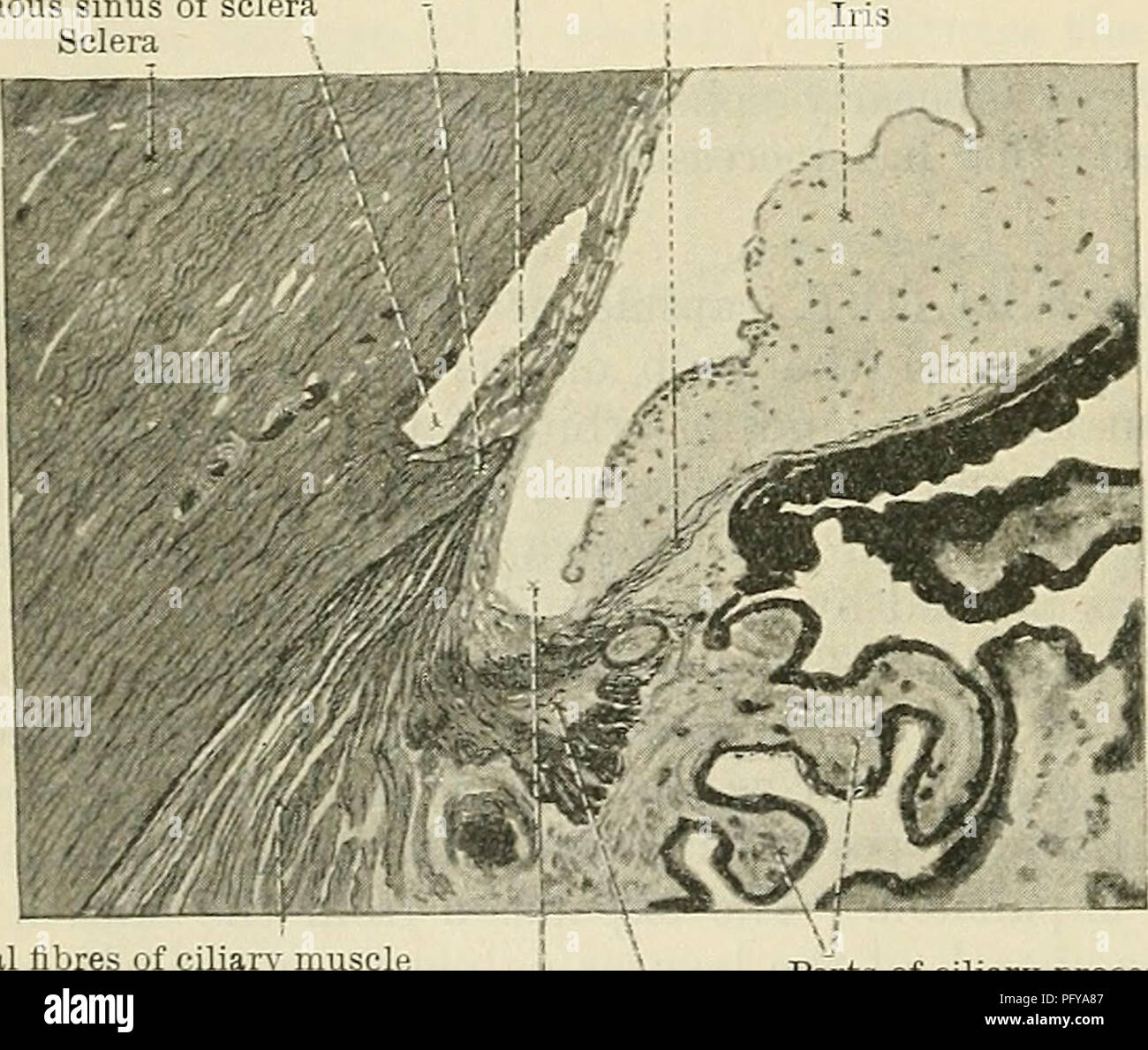 Skleral Fotos und Bildmaterial in hoher Auflösung Alamy