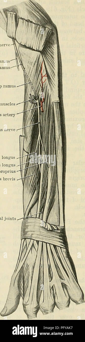 Cunninghams Lehrbuch Der Anatomie Anatomie 712 Das Nervensystem Ramus Supeeficialis Nervi Radialis Die Oberflachliche Ramus O T Radialnerv Beitrag Die Sich In Der Mulde Des Winkelstucks Kadial Nerv Oberflachliche Ramus Tief Tief
