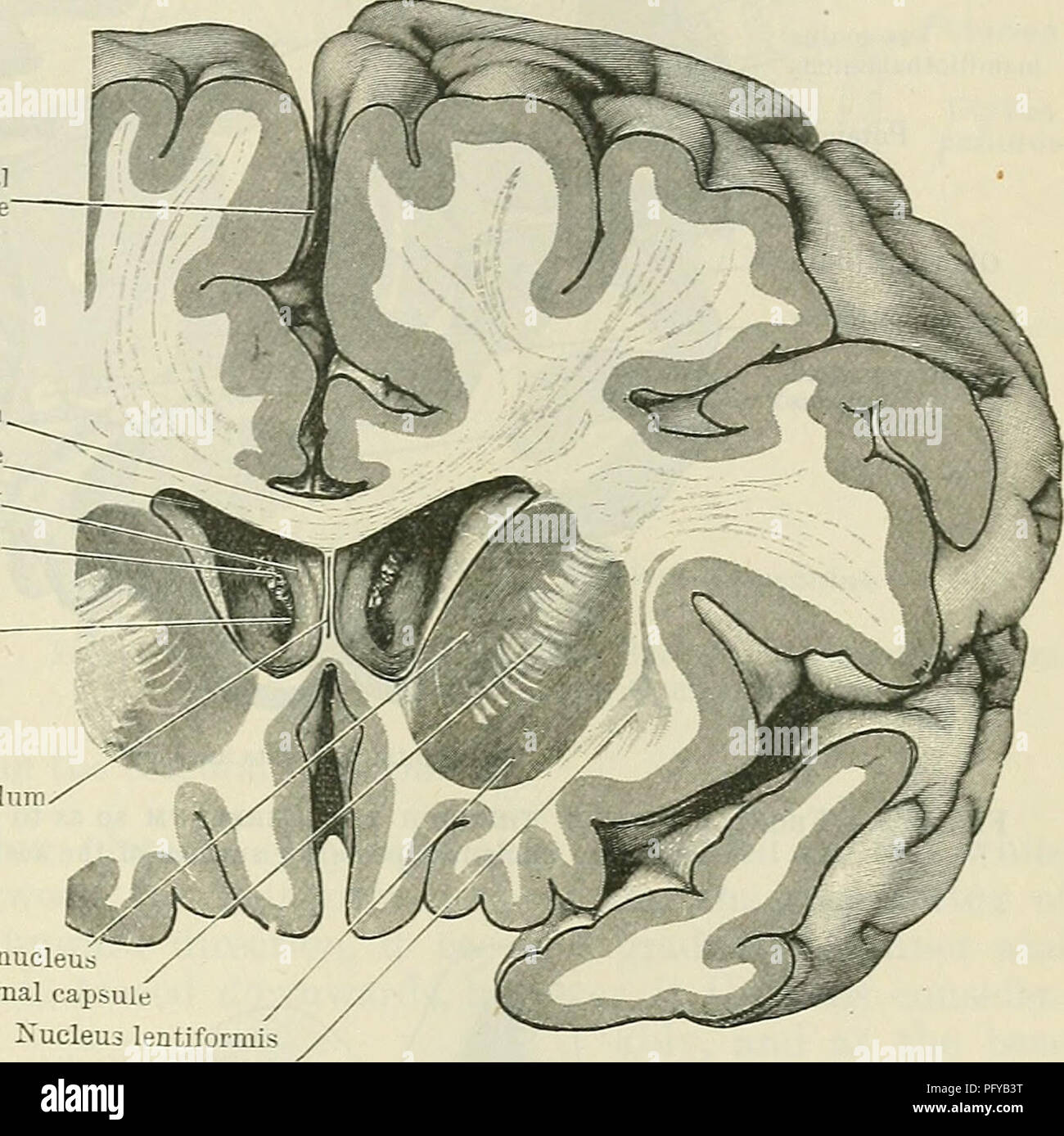 . Cunninghams Lehrbuch der Anatomie. Anatomie. Basalganglien DES CEEEBEAL Hemisphäre. 639 Längs- Spalte Spalte von fornix. Chorioid plexus Foramen inter-ventriculare Septum pellucidum externen und internen medullären Lamellen, sind jetzt deutlich, die Ihren sub Traverse - Haltung in vertikaler Richtung und teilen Sie es in drei Massen. Die seitliche, Basal und größere Masse ist das putamen; die beiden medialen Teile zusammen bilden die Globus pallidus bezeichnet. Das putamen Formen viel der größte Teil der lentiform Nucleus. Es ist dunkler in der Farbe als der Globus pallidus, und in diesem Zusammenhang r Stockfoto