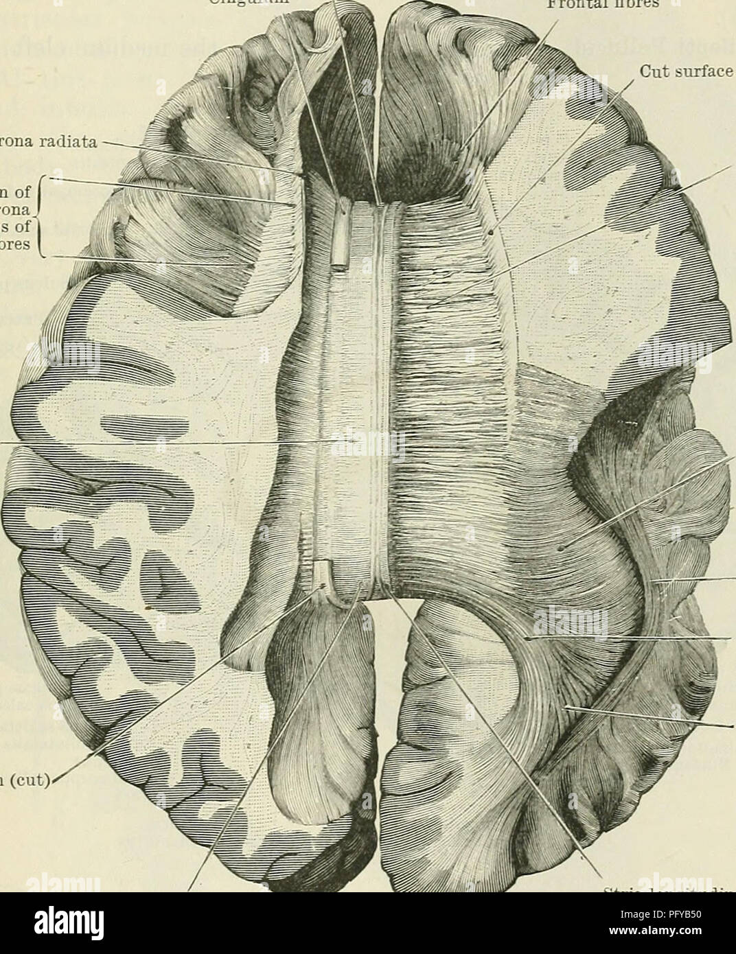 . Cunninghams Lehrbuch der Anatomie. Anatomie. Die CEEEBEAL COMMISSIVES und SEPTUM PELLUCIDUM. 631 Gewebe mit der Lamina terniinalis auf dem antero-Aspekt der anterior Commissure (Abb. 558). Die untere Fläche des Corpus callosum auf jeder Seite der Medianebene ist mit ependyma (Abb. beschichtet. 564, S.635), und bildet das Dach der anterioren Horn und Körper der lateralen Ventrikel. In der Medianebene, jedoch ist es zu darunter liegenden Teile, nämlich angebracht, zum Septum pellucidum vor und direkt oder indirekt (Abb. 564), um den Körper Der fornix hinter (Abb. 558, S. 630). Die tr Stockfoto