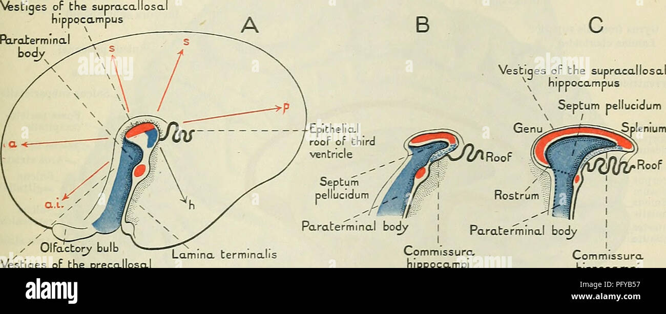 Ein umfassender Text zur Anatomie des Menschen, insbesondere zur Behandlung der zerebralen Kommissures und des Septum pellucidum. Es enthält detaillierte Diagramme, die die Struktur und Funktion dieser Gehirnkomponenten veranschaulichen, die für das Verständnis der Hirnverbindungen in der Neurowissenschaft von entscheidender Bedeutung sind. Stockfoto