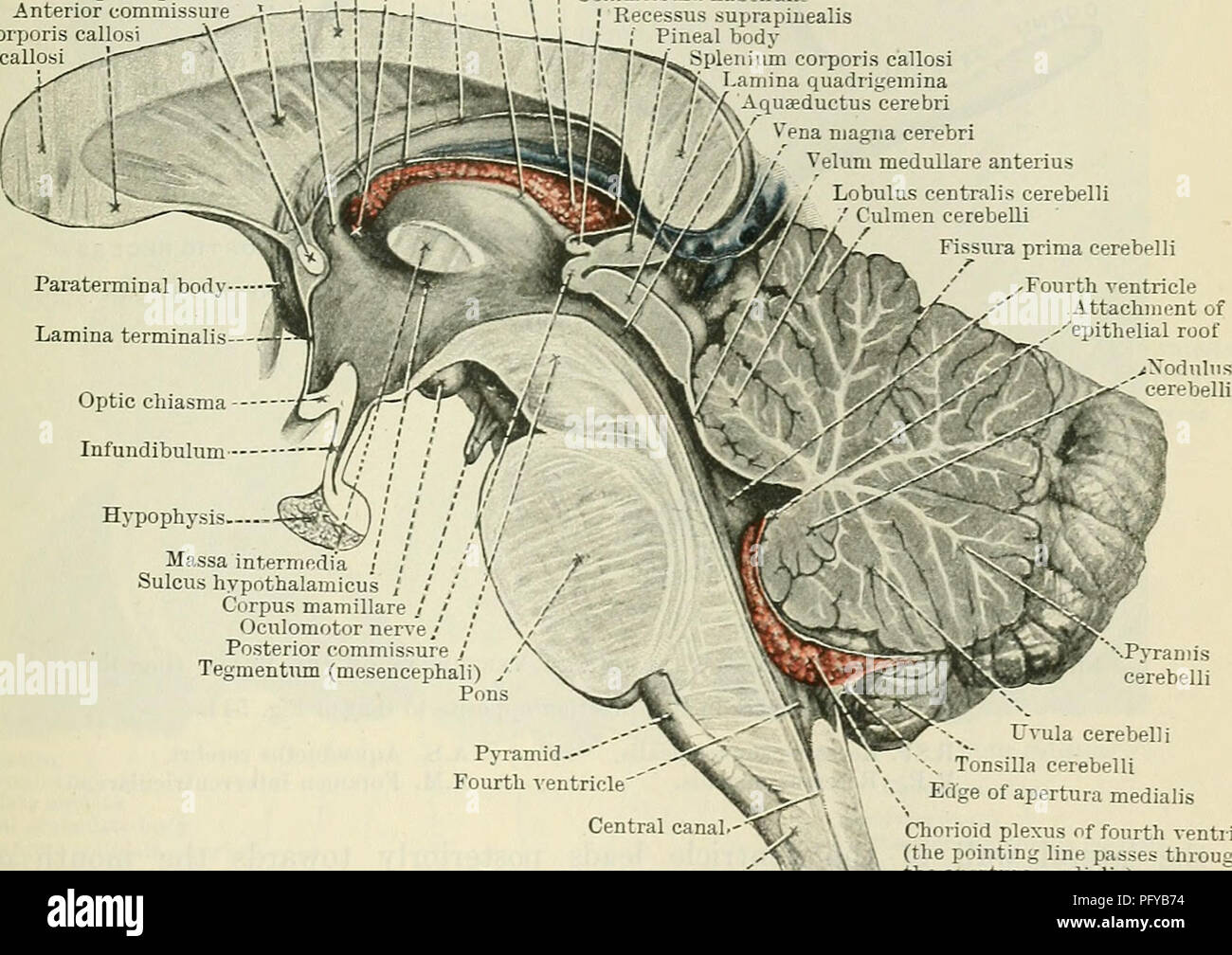 . Cunninghams Lehrbuch der Anatomie. Anatomie. PAETS abgeleitet aus dem ZWISCHENHIRN. 617 davon, welche das Aquädukt umgibt, ist direkt kontinuierlich mit der grauen Substanz der substantia perforata posterior und Tuber cinereum, und auf diese Weise kommt es zu der Oberfläche in der Unterseite des Gehirns. Die optic Chiasma kreuzen den Boden vor und markiert die Stelle, wo der Letzteren stetig mit der anterioren Wand des Hohlraums wird. Die vordere Wand des dritten Ventrikels wird durch die Lamina terruinalis, die sich nach oben erstreckt sich von der Optic chiasma gebildet. Die anteriore com-missure, wie es kreuzt von einem Stockfoto