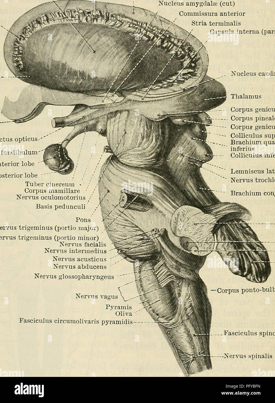 . Cunninghams Lehrbuch der Anatomie. Anatomie. 546 Die NEEYOUS SYSTEM. glossopharyngeal Nerven hinter sich. Es stellt ein sehr unterschiedliches Aussehen in der oberen und unteren Teile. In seinem unteren Teil es einfach erscheint eine Fortsetzung nach oben Der seitlichen Bereich des Rückenmark medulla zu sein; in seinem oberen Teil eine markante ovale Prominenz Beulen auf der Oberfläche der Medulla, und erhält den Namen von Oliva (O.T. olivary Eminenz). Der untere Teil dieser Bezirk ist jedoch sehr weit davon entfernt, eine exakte Counter - Teil der lateral funiculus des rückenmark Medulla. Die großen seitlichen Cerebrospinalflüssigkeit trac Stockfoto