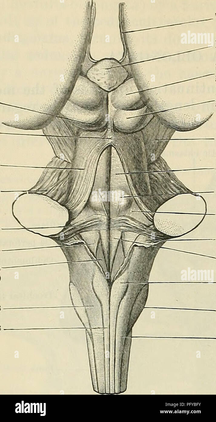 . Cunninghams Lehrbuch der Anatomie. Anatomie. 544 DAS NERVENSYSTEM. Anterior medullary. velum Brachiura eon-junetivum Braehium pontis Stria? Medullares Bereich acustica Ala cinerea (trigonum Deneingangs) Funiculus cuneatus Funiculus griech. Taenia thalami Pineal body Superior quadri-geminal Körper minderwertig Quadri-erainal Körper Pedunculus cerebri Pontine Teil des Fußbodens des 4. Ventrikel facialis Fovea Colliculus superior Strangförmiger Körper Trigonum n. hypoglossi Clava Tuberculum cinereum Funiculus cuneatus ist nach oben auf die untere Grenze des Pons, ist aber oft sehr flach durch zahlreiche ex gerendert Stockfoto