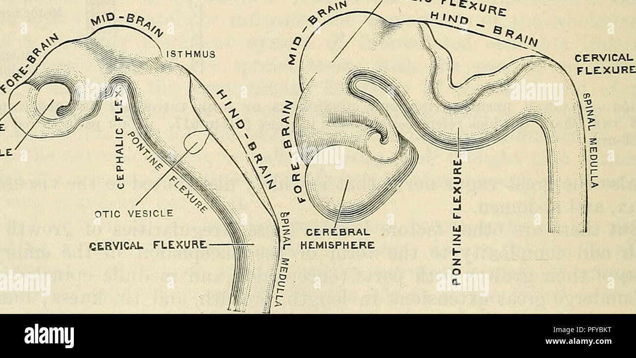 . Cunninghams Lehrbuch der Anatomie. Anatomie. HYPOTHALAMUS 4? *&Amp; o&lt; ? T der Oberen rhombencephalon/Recessus infundibuli' Recessus mamillaris' Cephalen Biegung' sogar in einer Zeit, in der zweiten Woche, als der vordere (mündlich) Ende des Neuralrohrs noch geöffnet ist (Neuroporus anterior), eine rechtwinklige Biegung hat bereits in der Rudiment der das Gehirn (zerebrale Vesikel) entwickelt. Etwas weniger als die Hälfte der Länge der Vesikel hatten über das obere (anterior) Ende der projiziert..,...,.", kein tochord und wurde gebeugt anterioren Grenze von mesencephalon,, n -,  , . ventral Runde ( Stockfoto