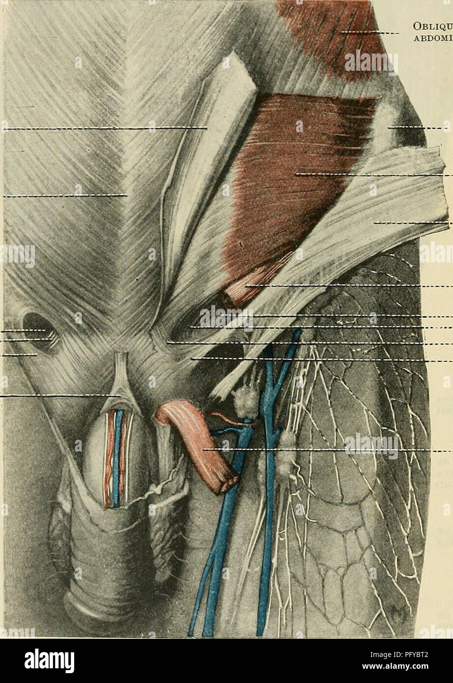 Cunninghams Lehrbuch der Anatomie. Anatomie. 480 Die MUSCULAE SYSTEM. Die  unteren Fasern, Brückenbildung über der Samenstrang, helfen bei der  Formung, seitlich, der anterioren Wand der Leistenkanal, medial, durch die  falx inguinalis,